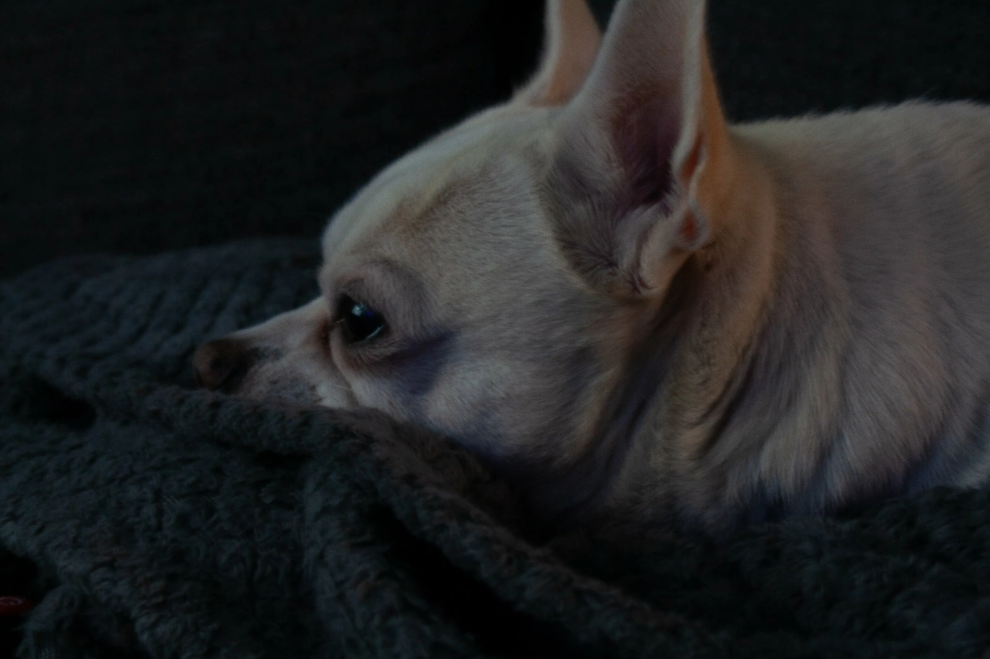 Doggie