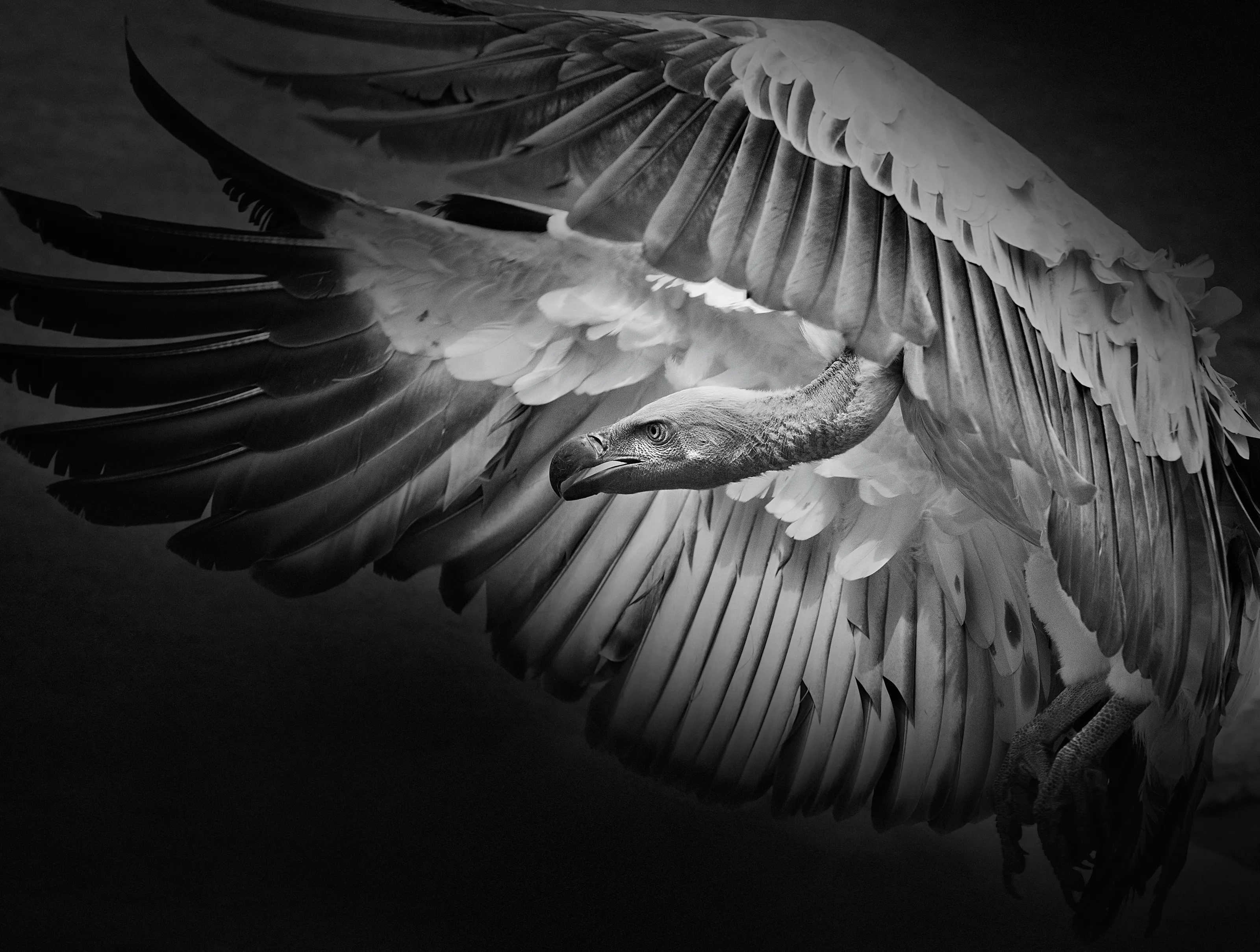 Vulture in Flight