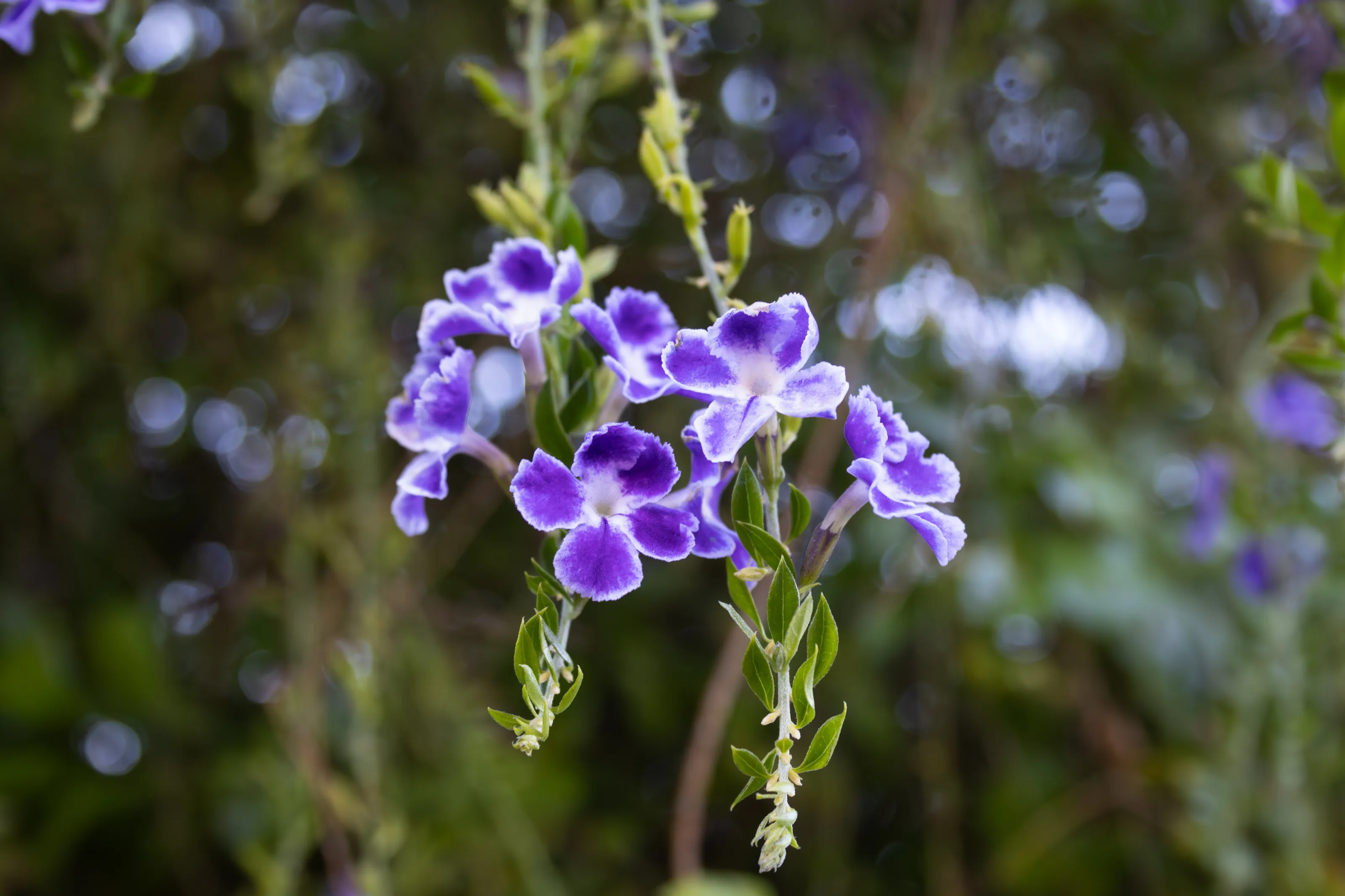 Purple Flowers
