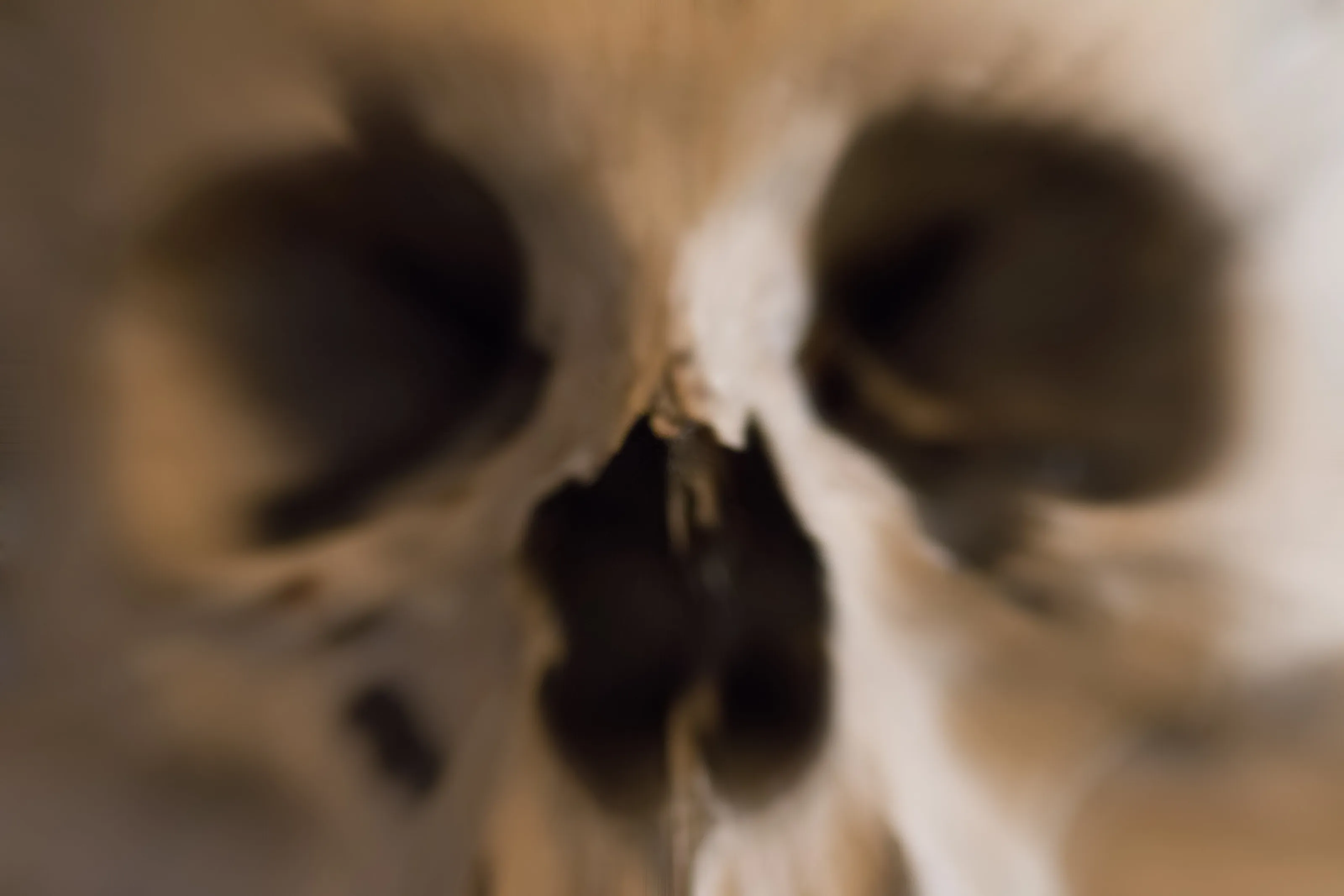 Human Skull
