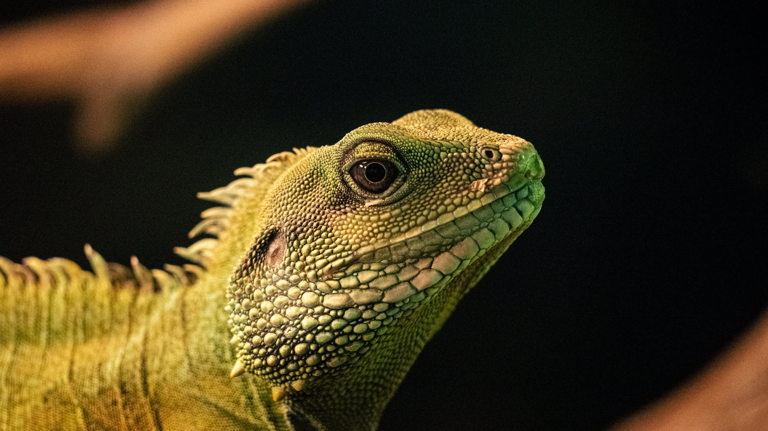 Gaze
