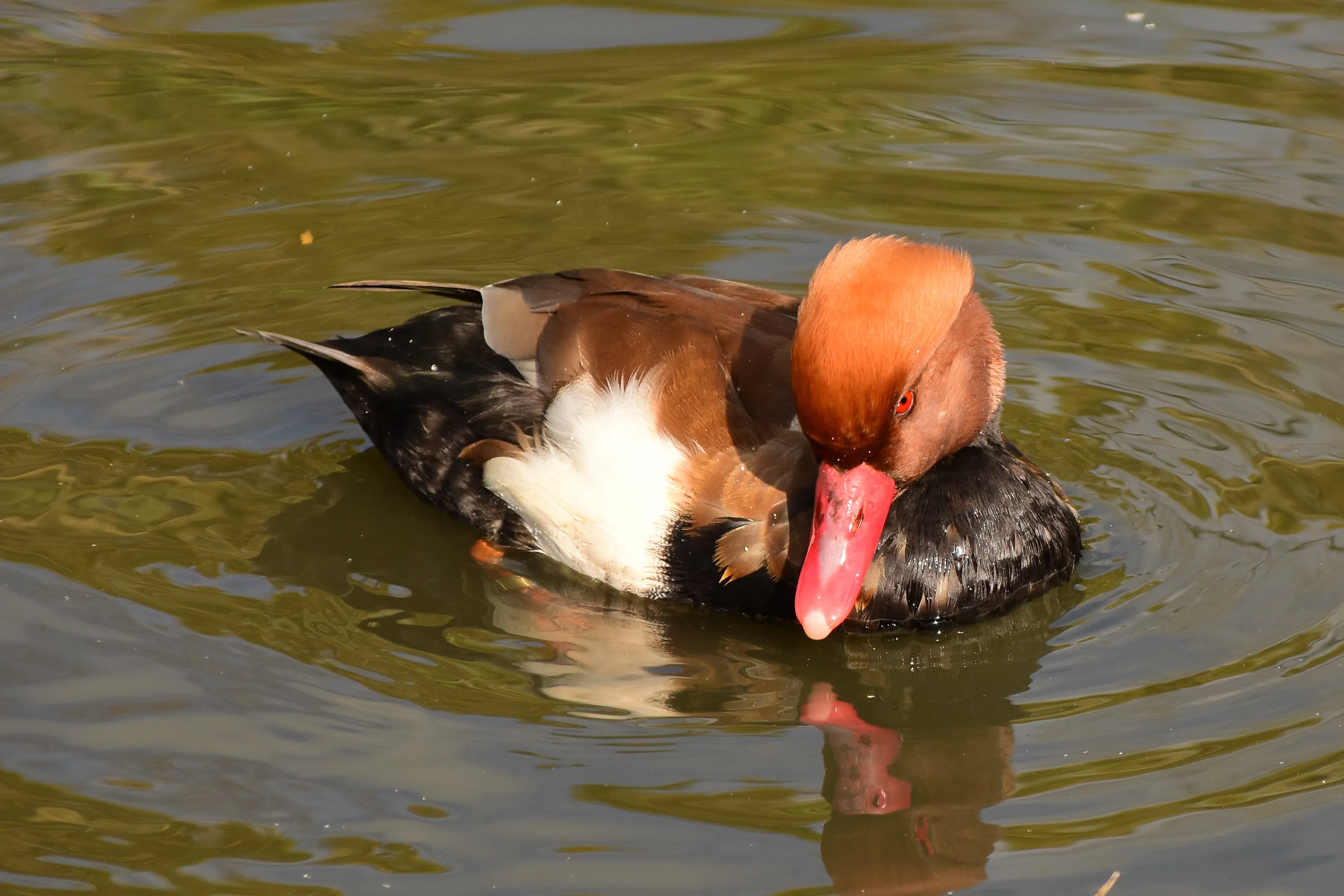 Red Crested Pochard
