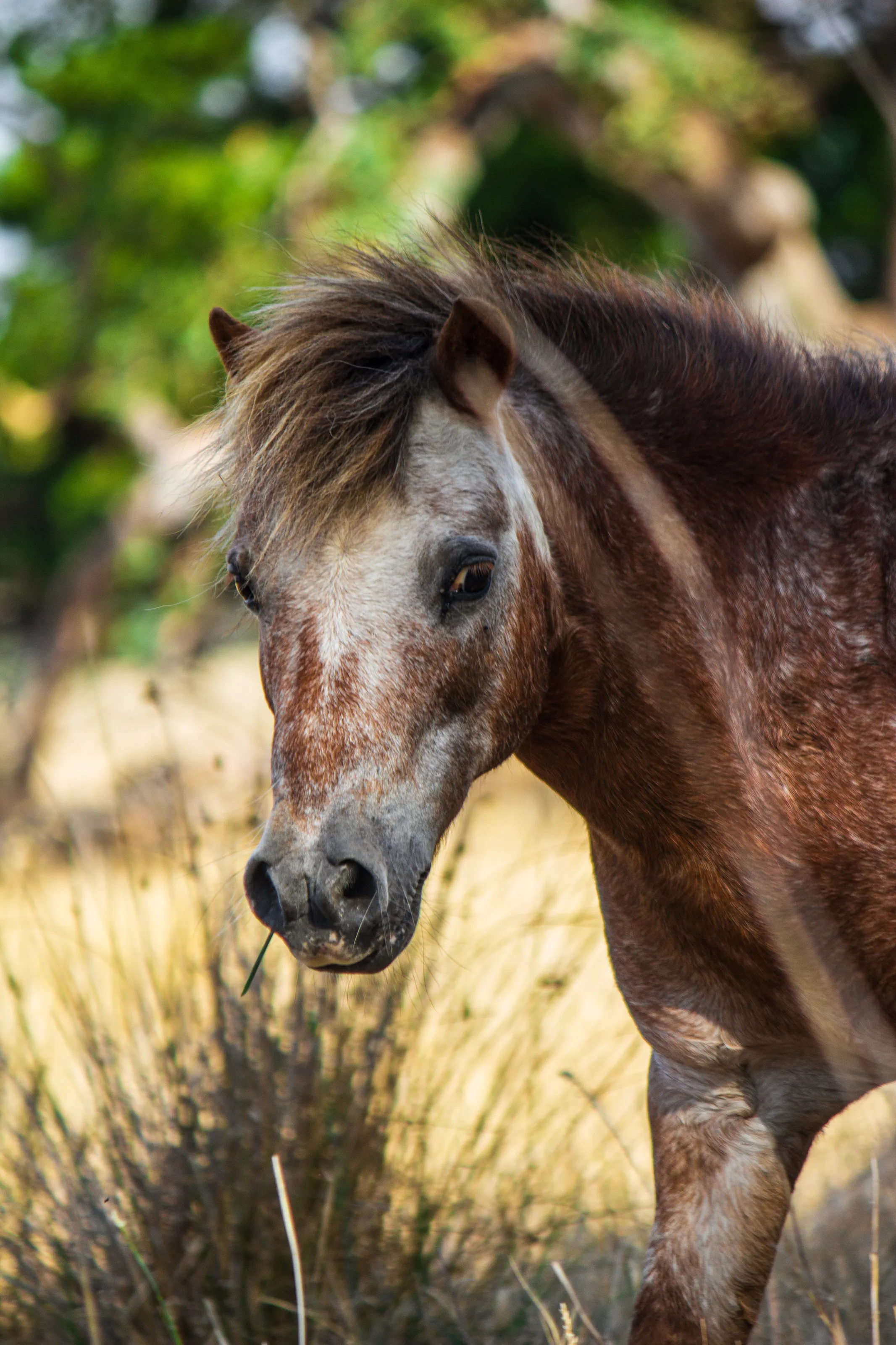Brown and White Horse