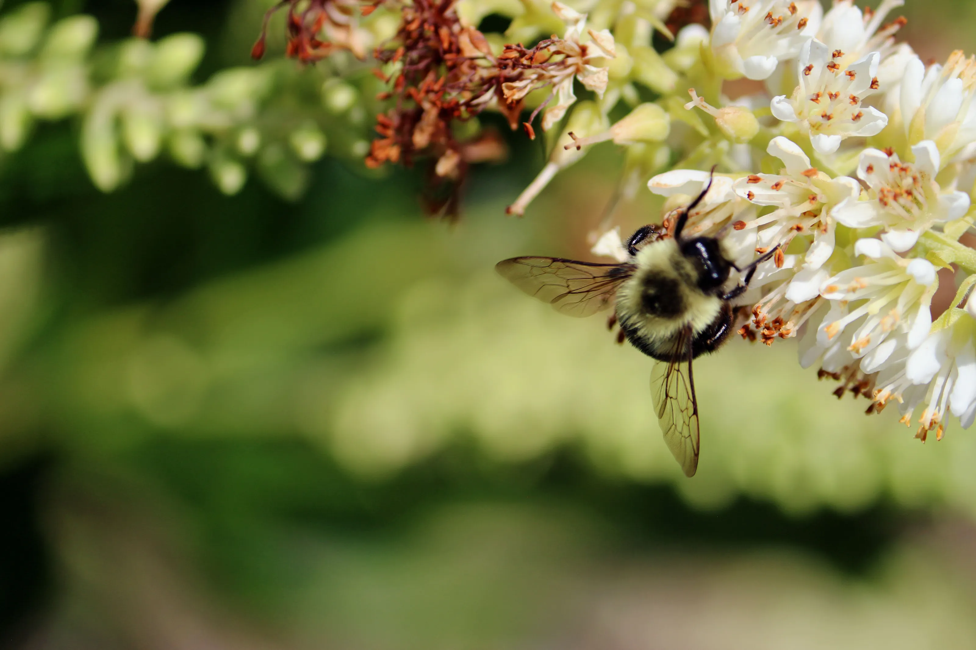 Bee Working Hard