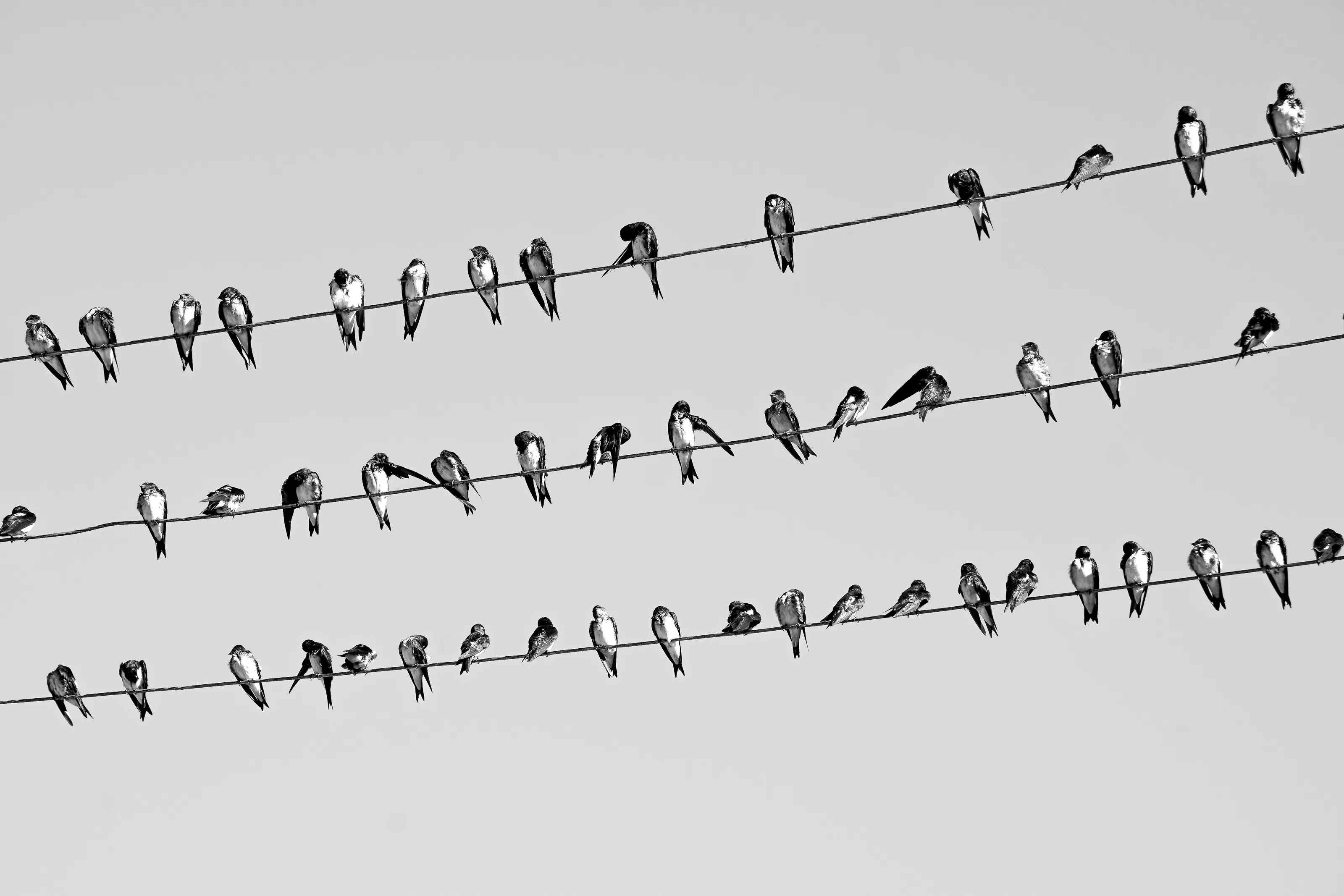 Swallows against the sky