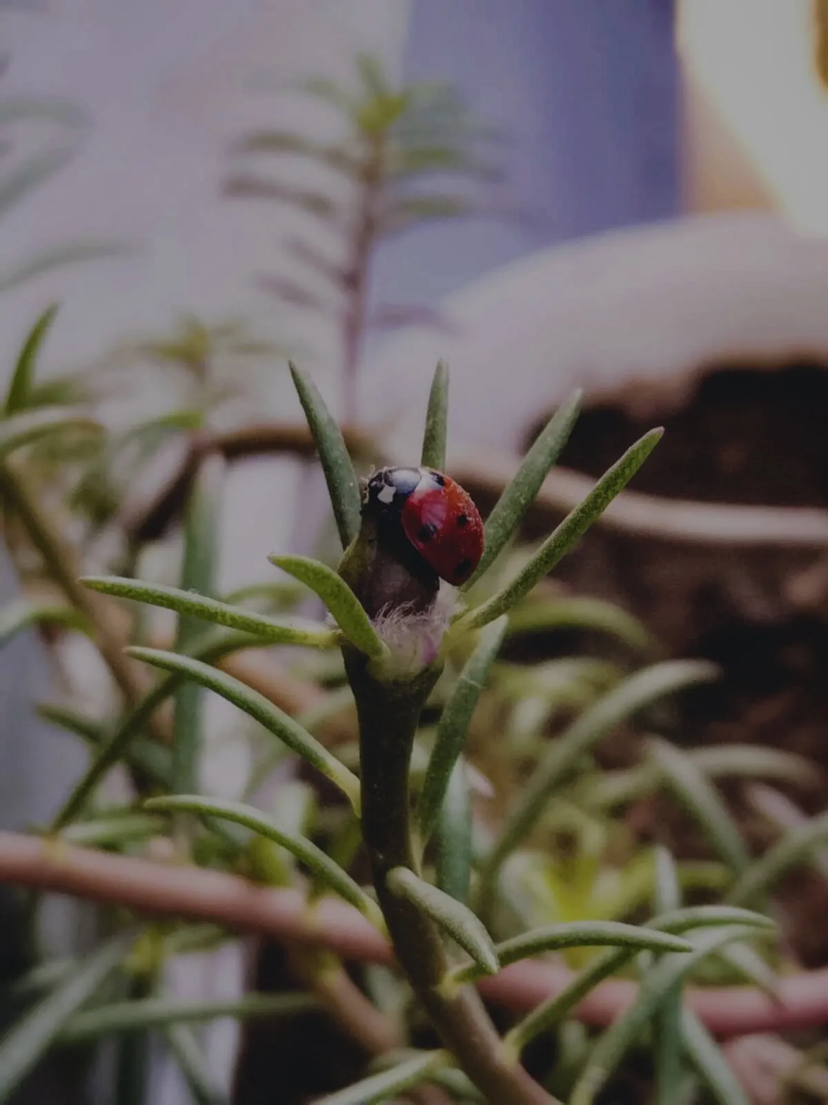 Macro