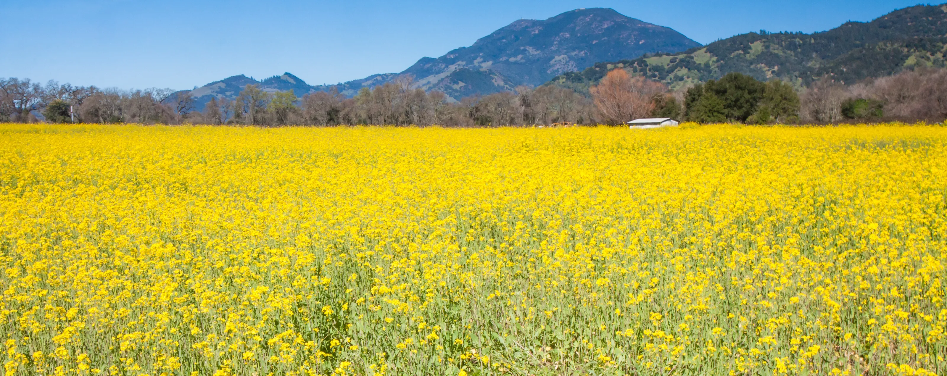 Field of Mustard, Napa Valley, California