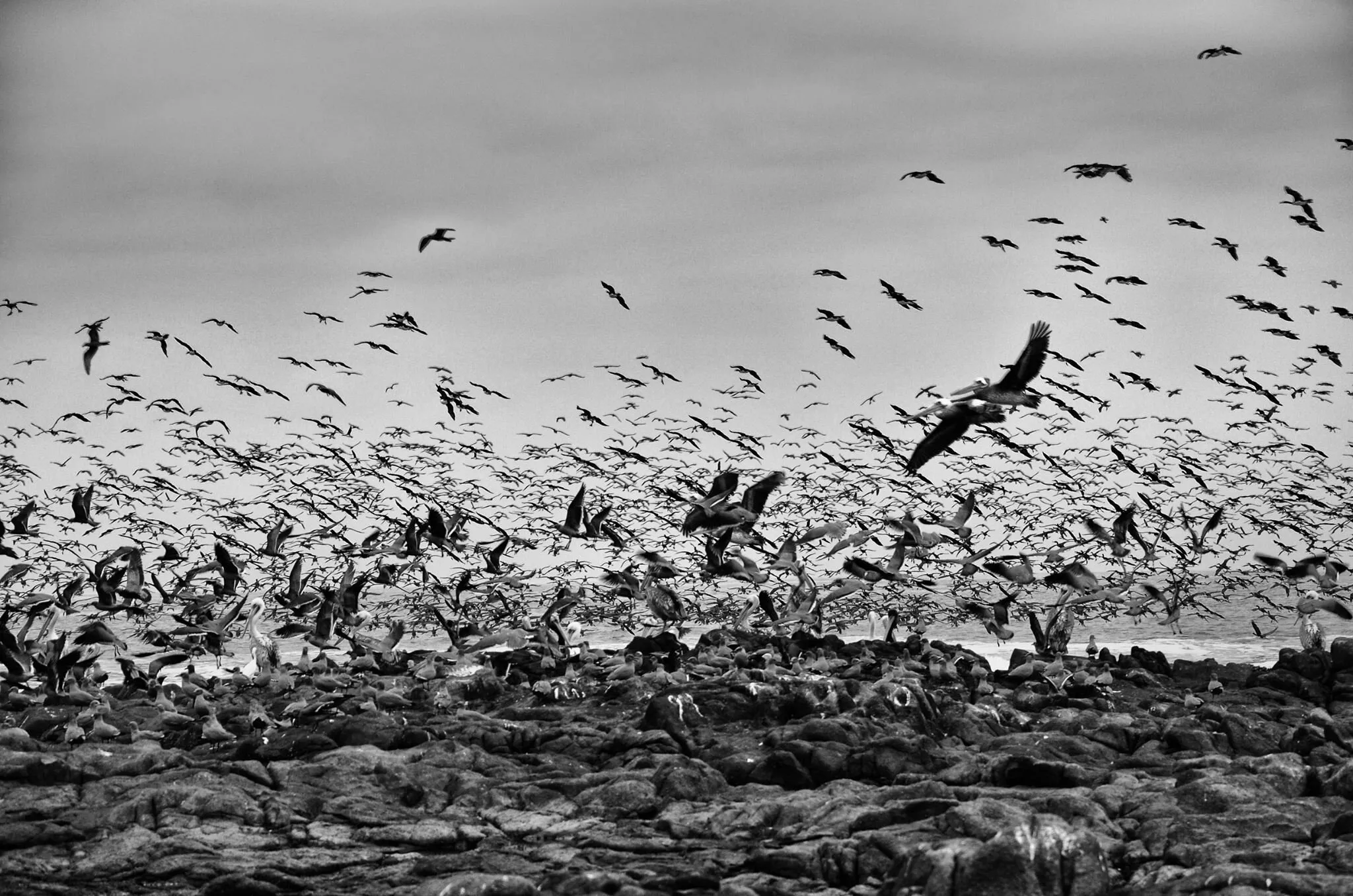 Birds fm Arica, Chile