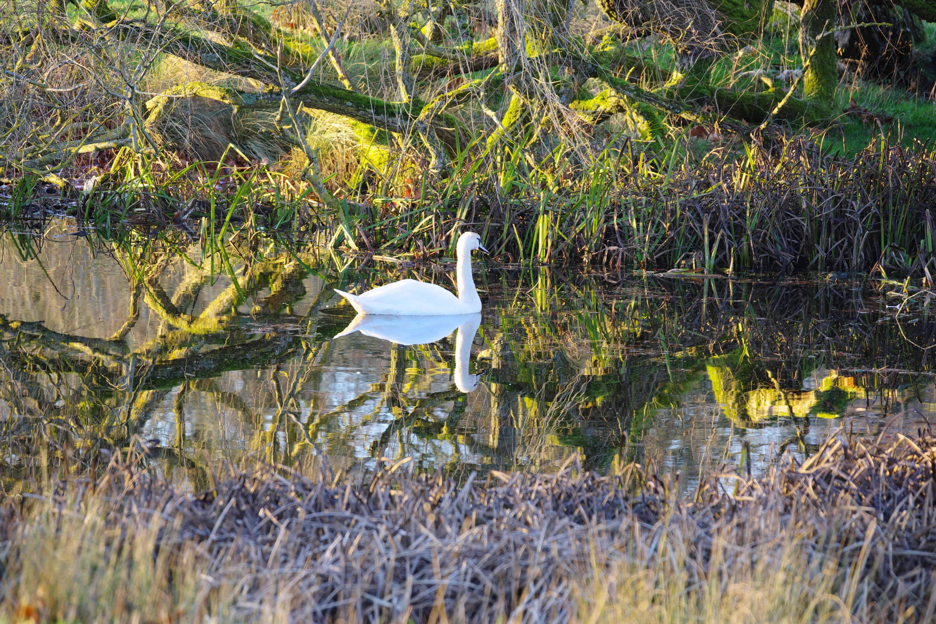 Swan in winter sun