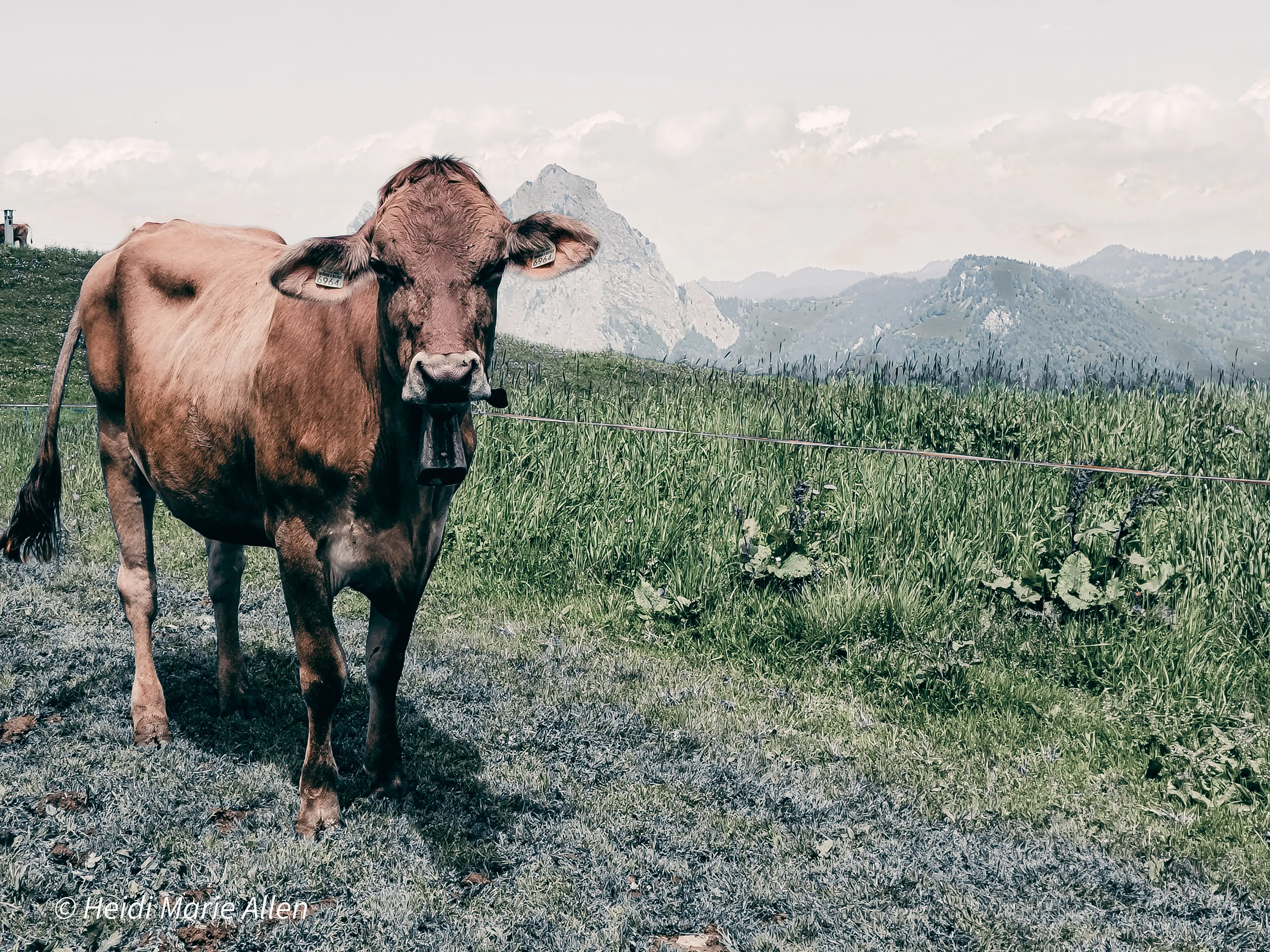 Swiss Milk