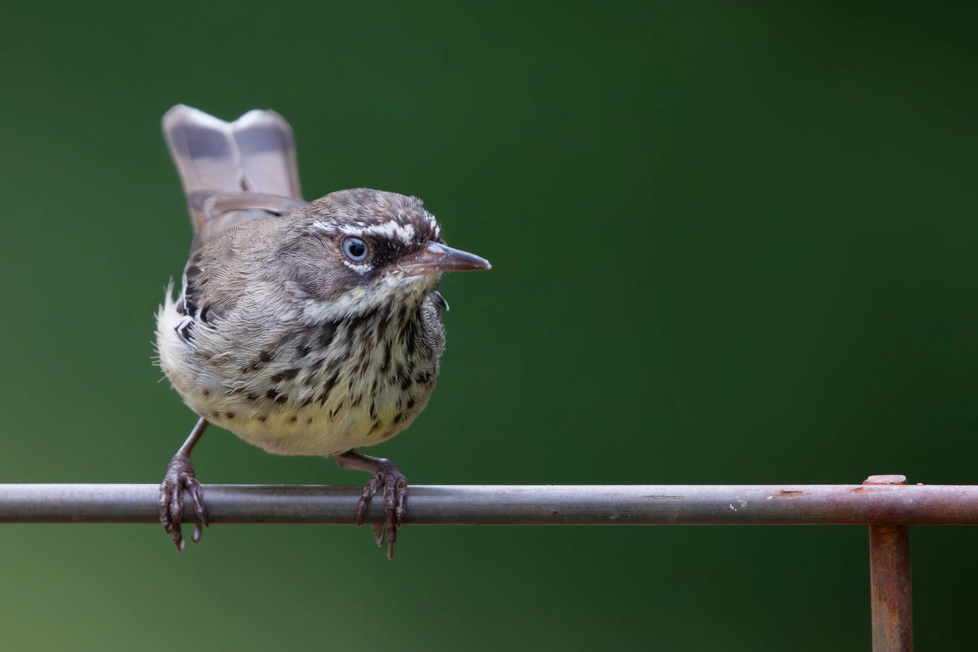 Spotted scrub-wren