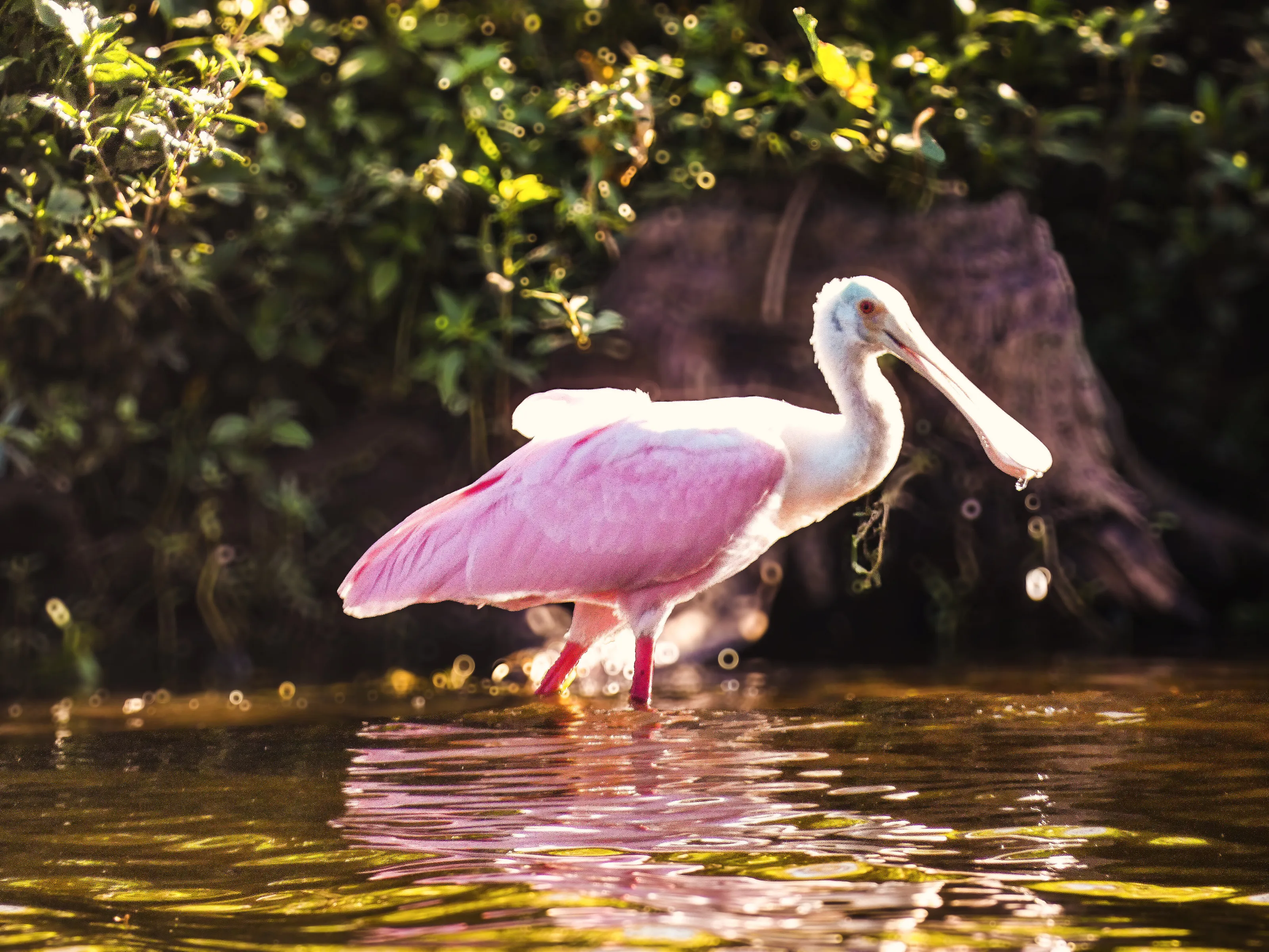 Roseate Spoonbill
