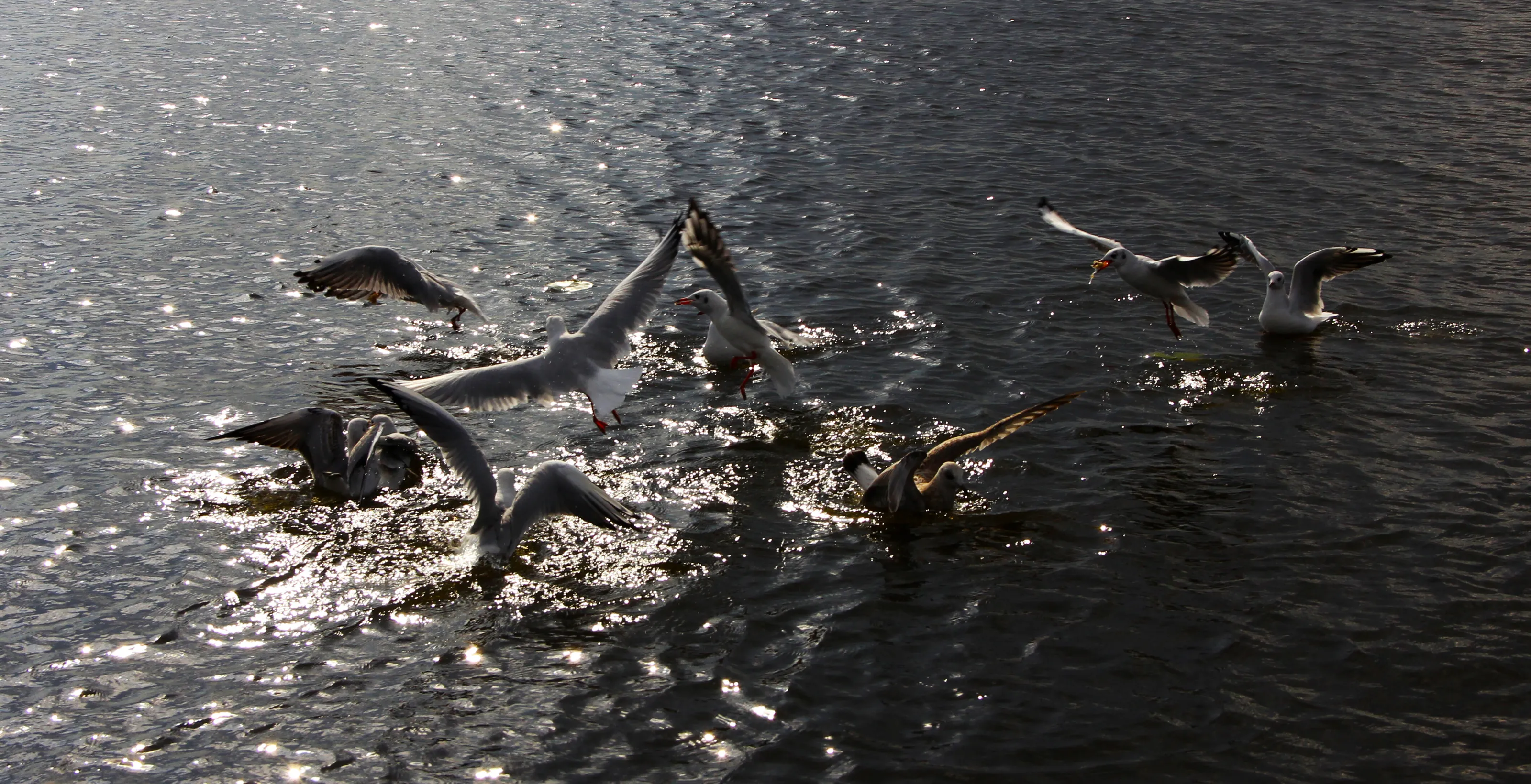 Seagulls dancing while picking up some food form water surface