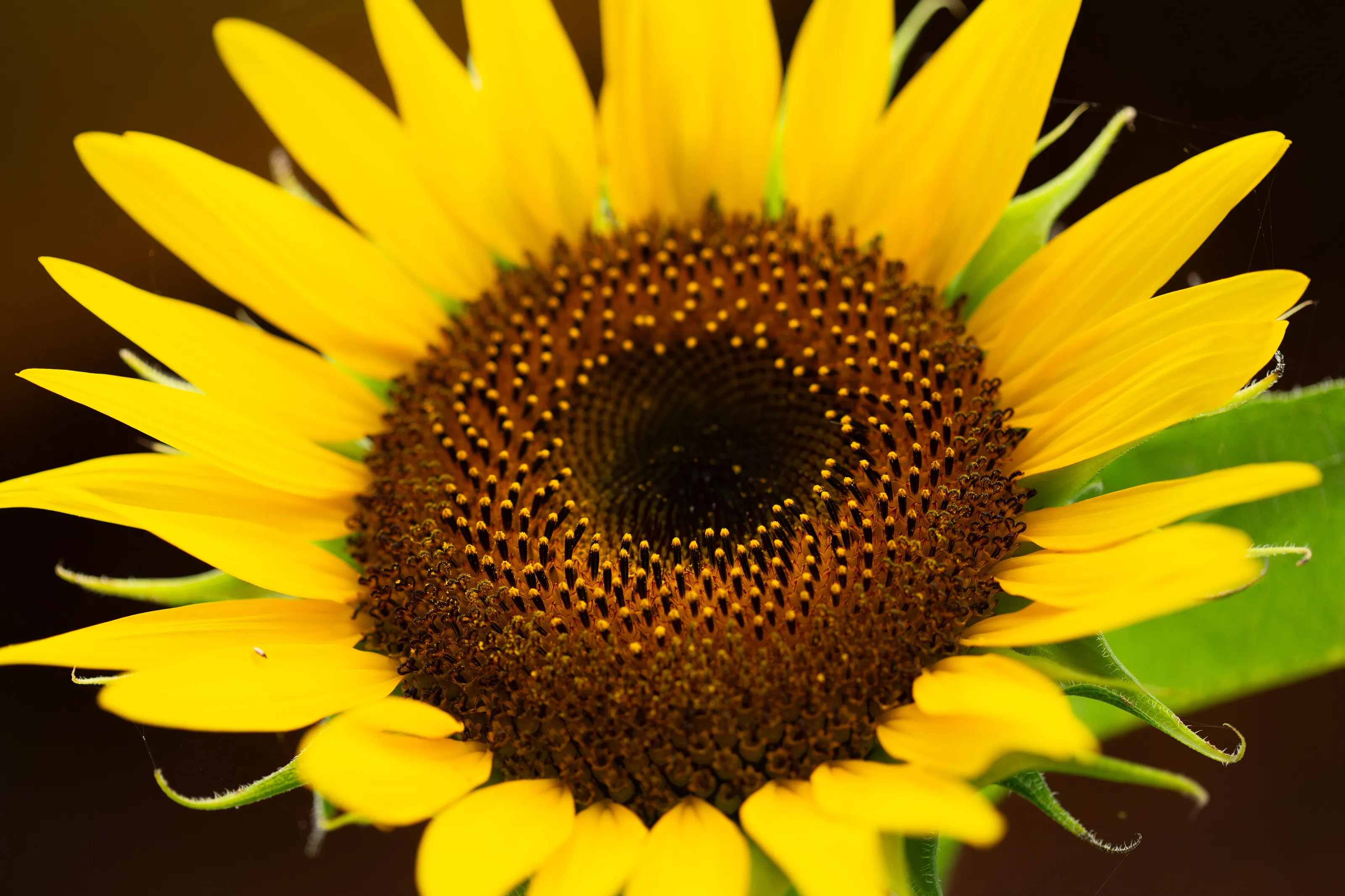 Sunflower Macro