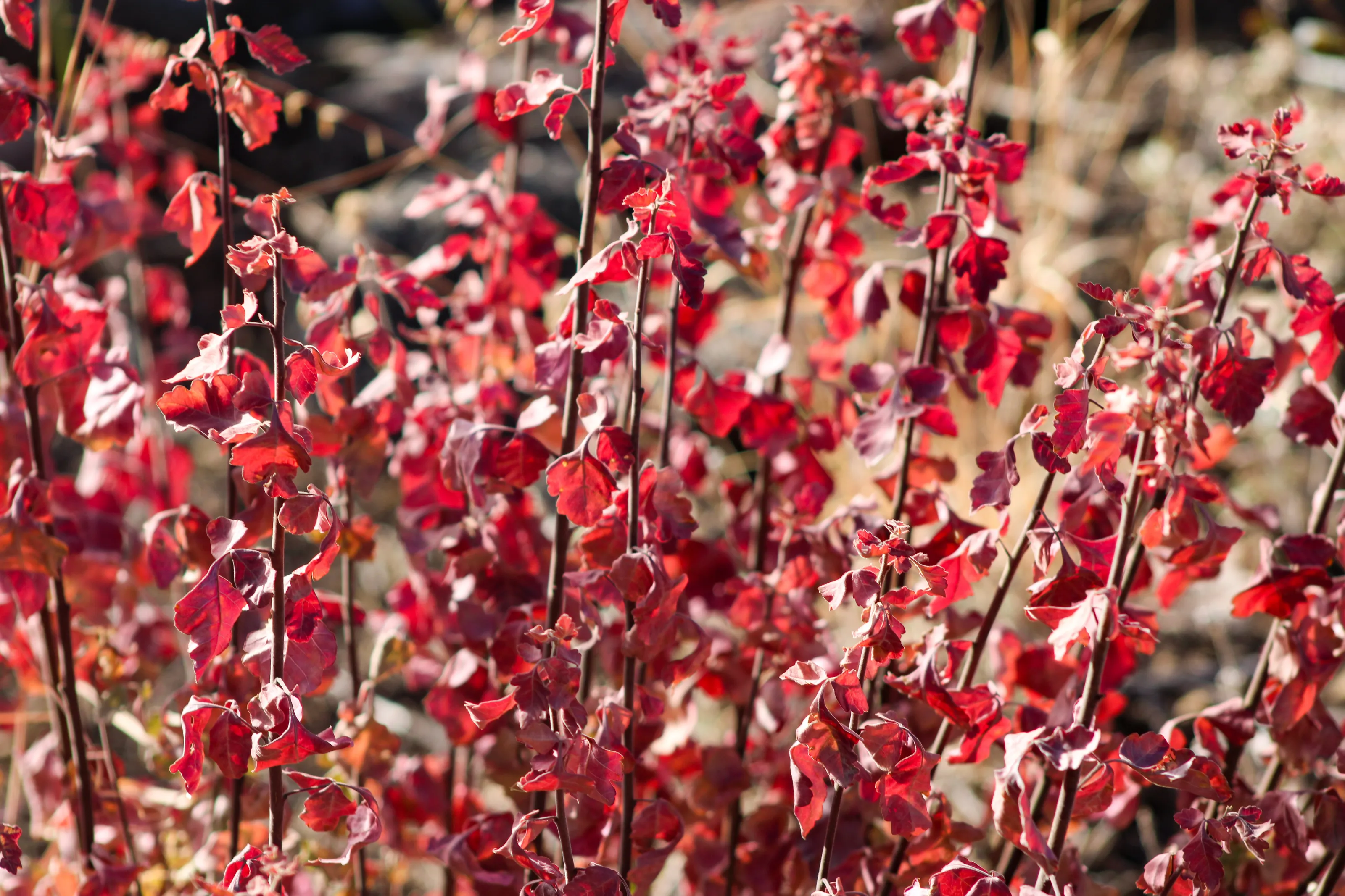 Flowers of Arizona