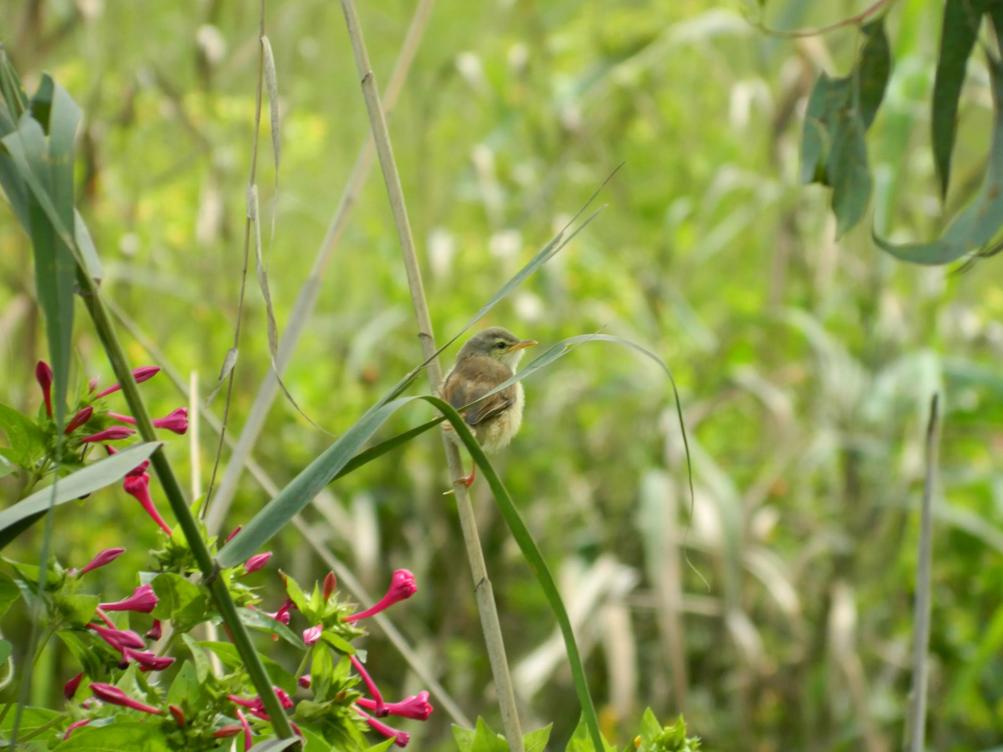 Peace in the field