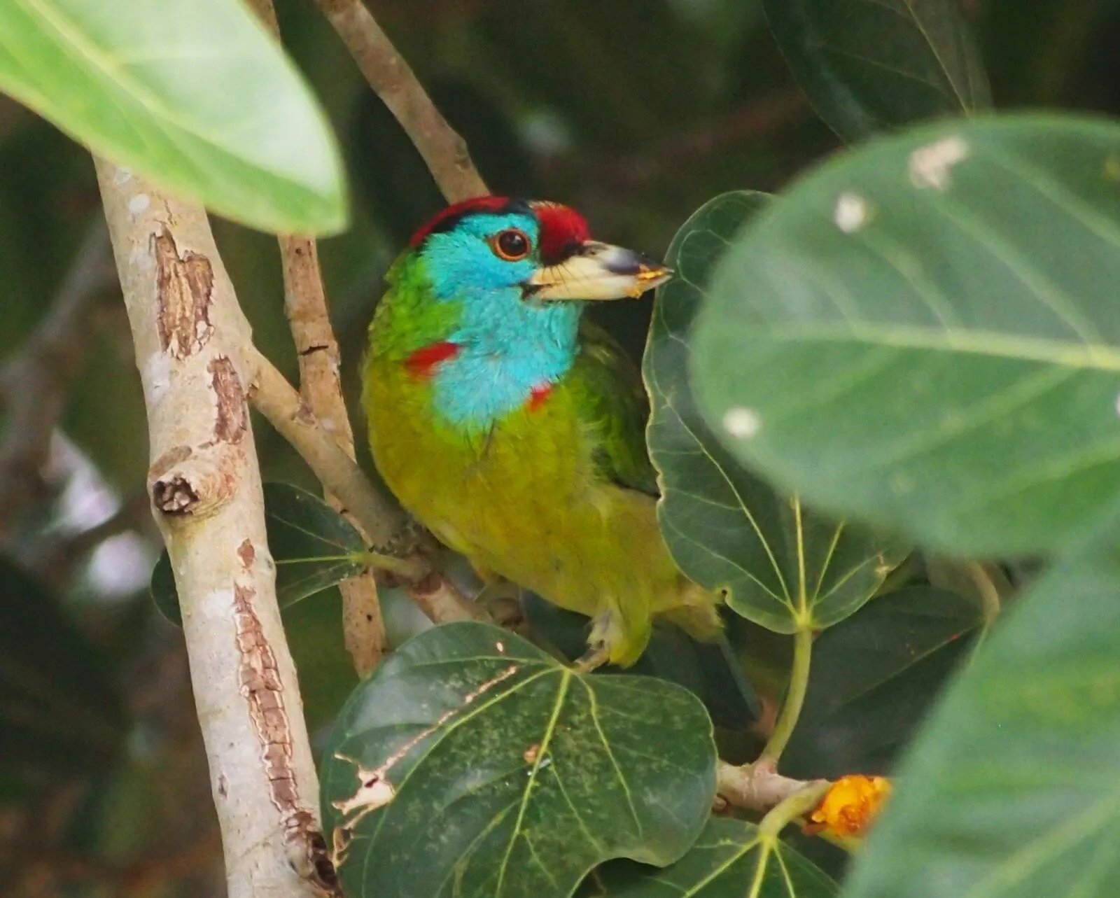 Blue throated beauty