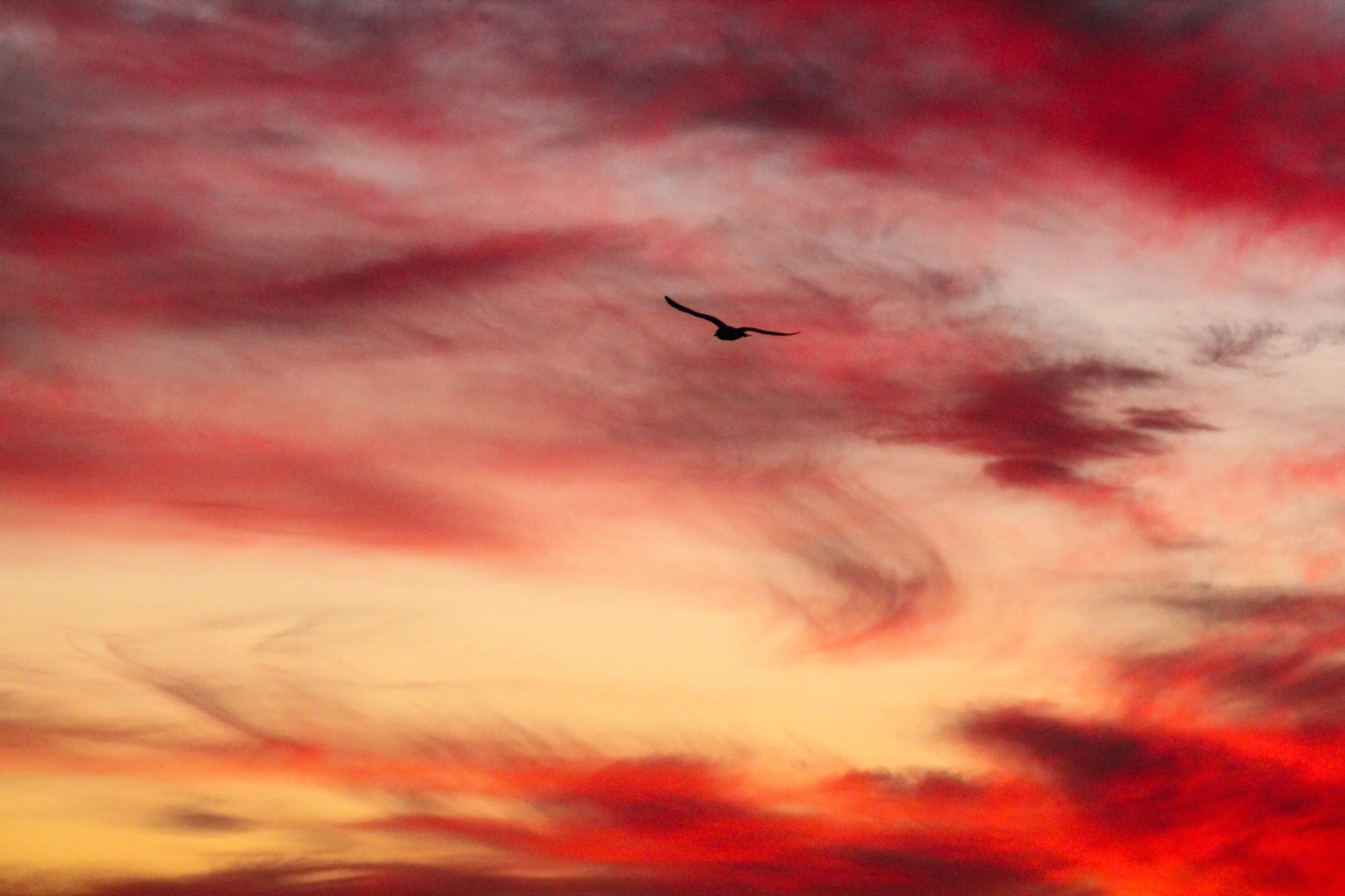 Cotten Candy Skies