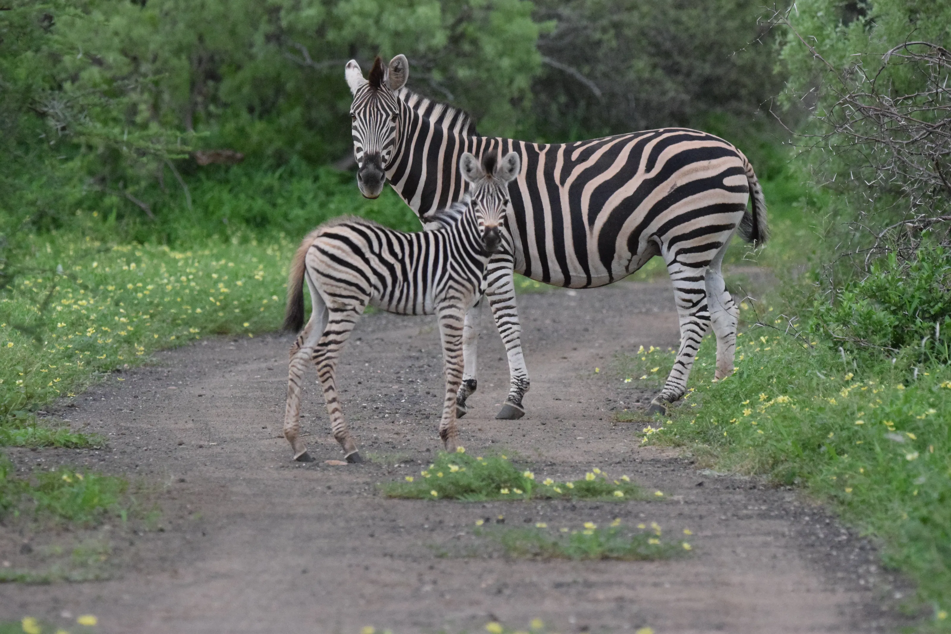 Zebra with her Foul