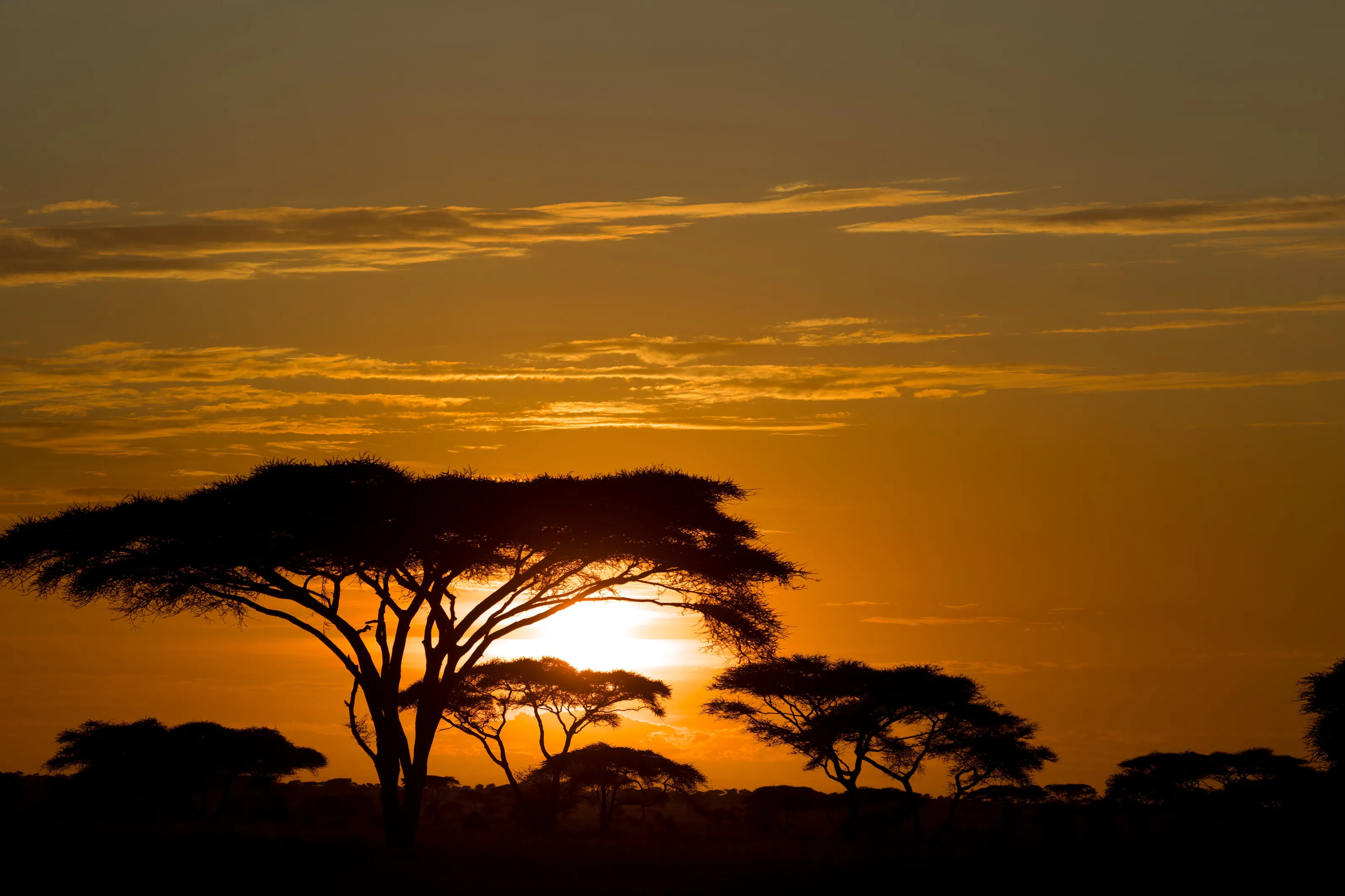 African savanna