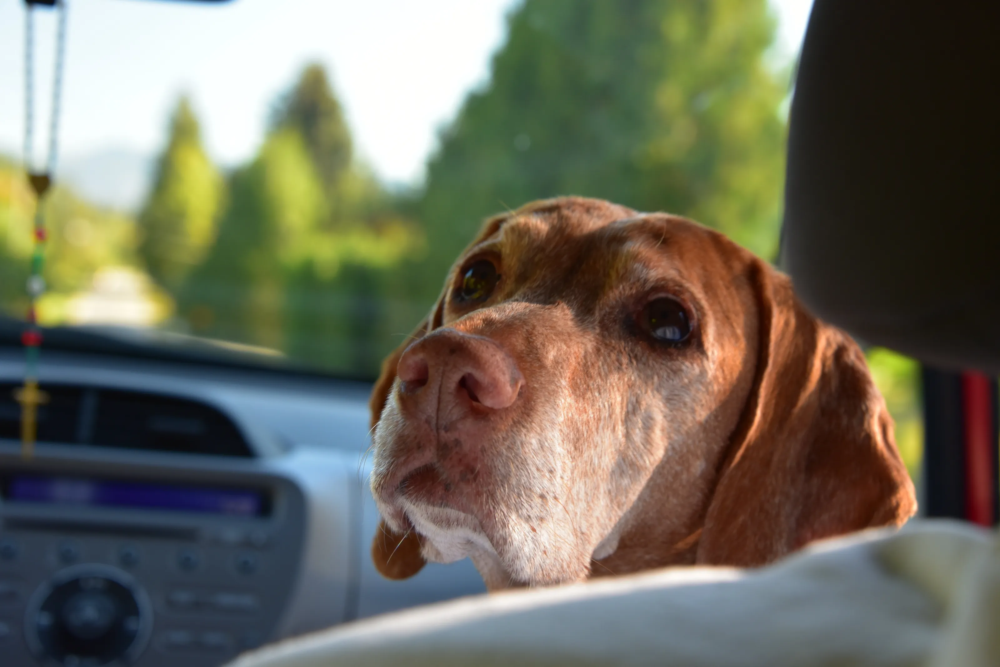 Afternoon drive