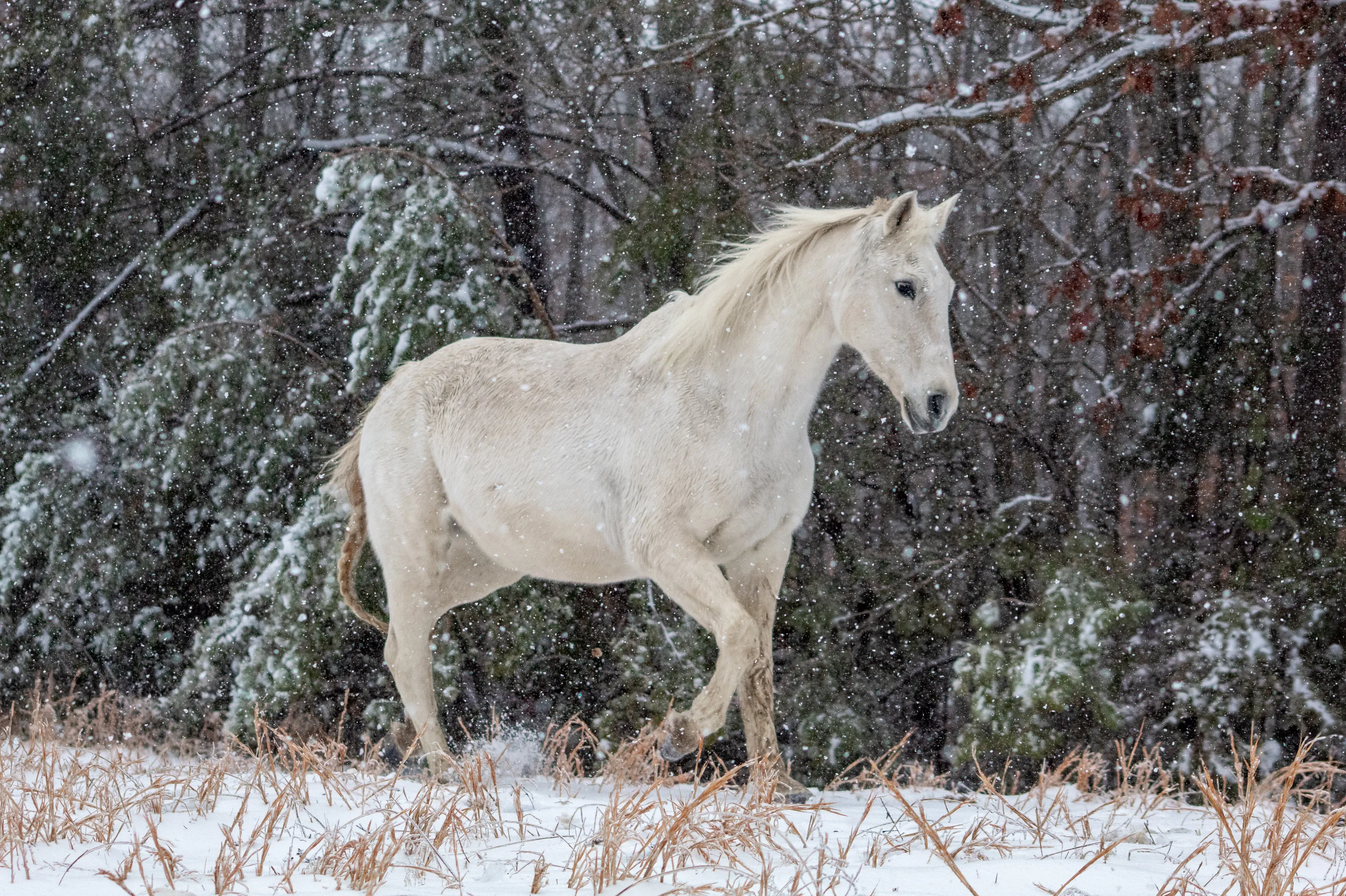 Gentry troting through the snow