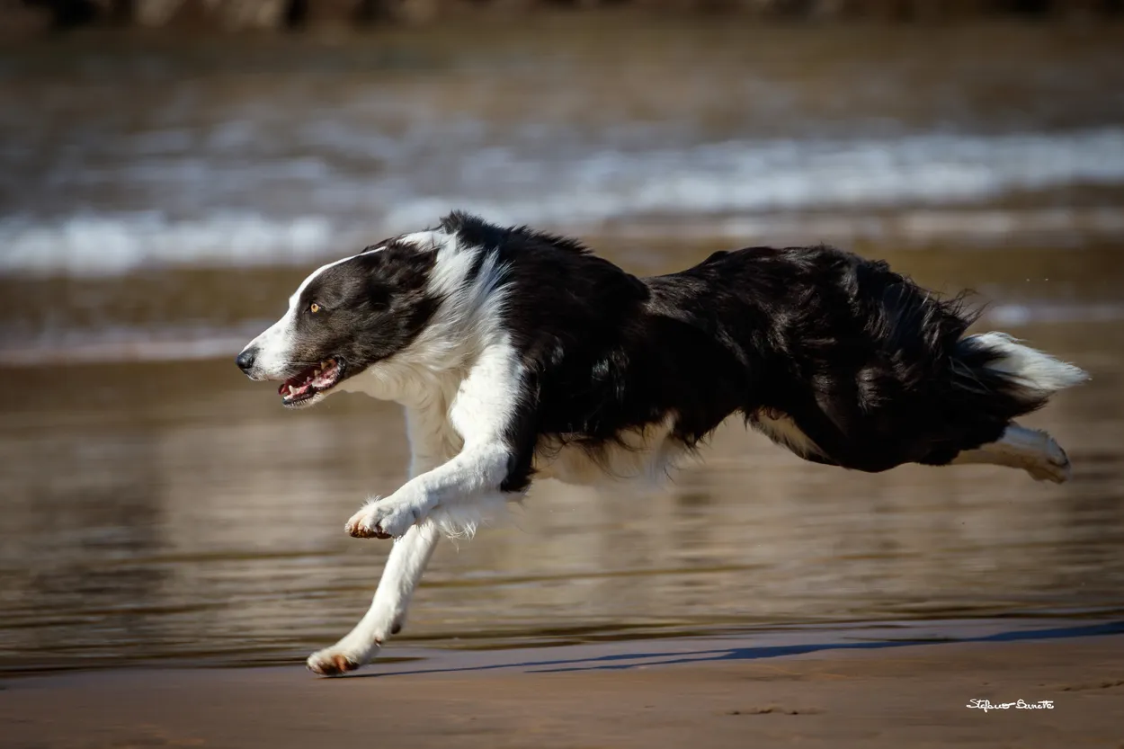 Bullet dog