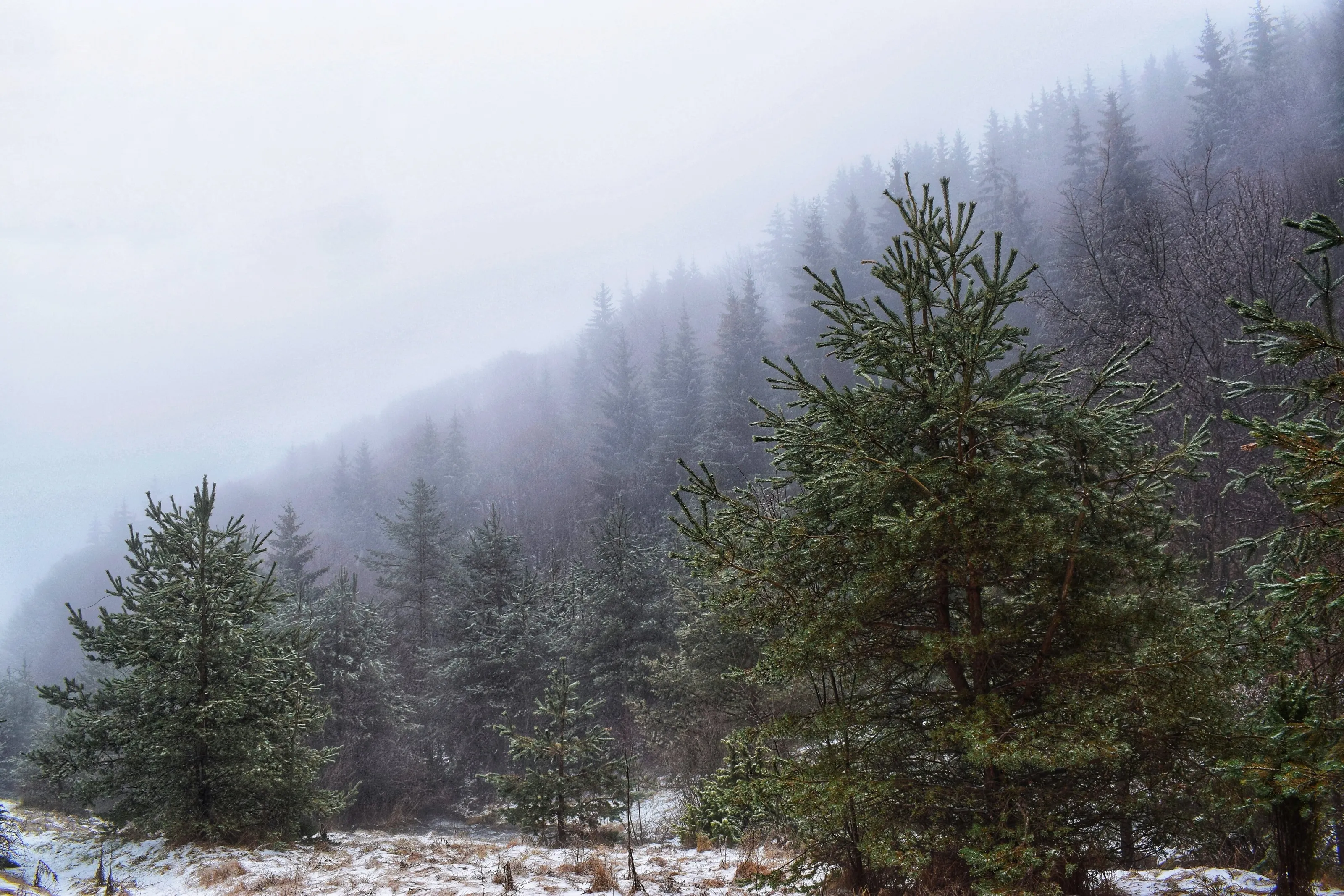 Trees are cloaked in a blanket of mist