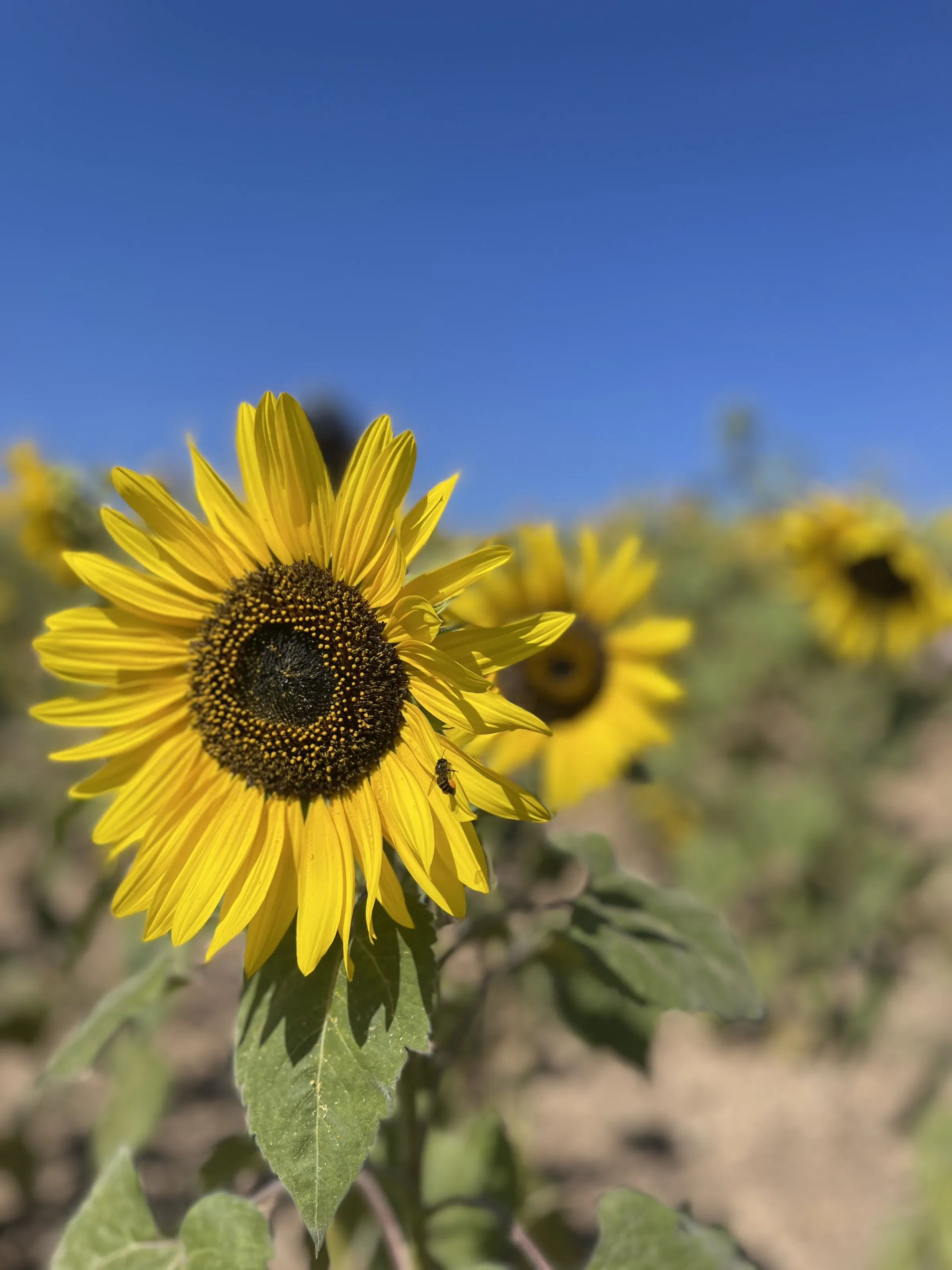 Natural Sunflower