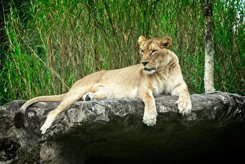 Lioness in Repose