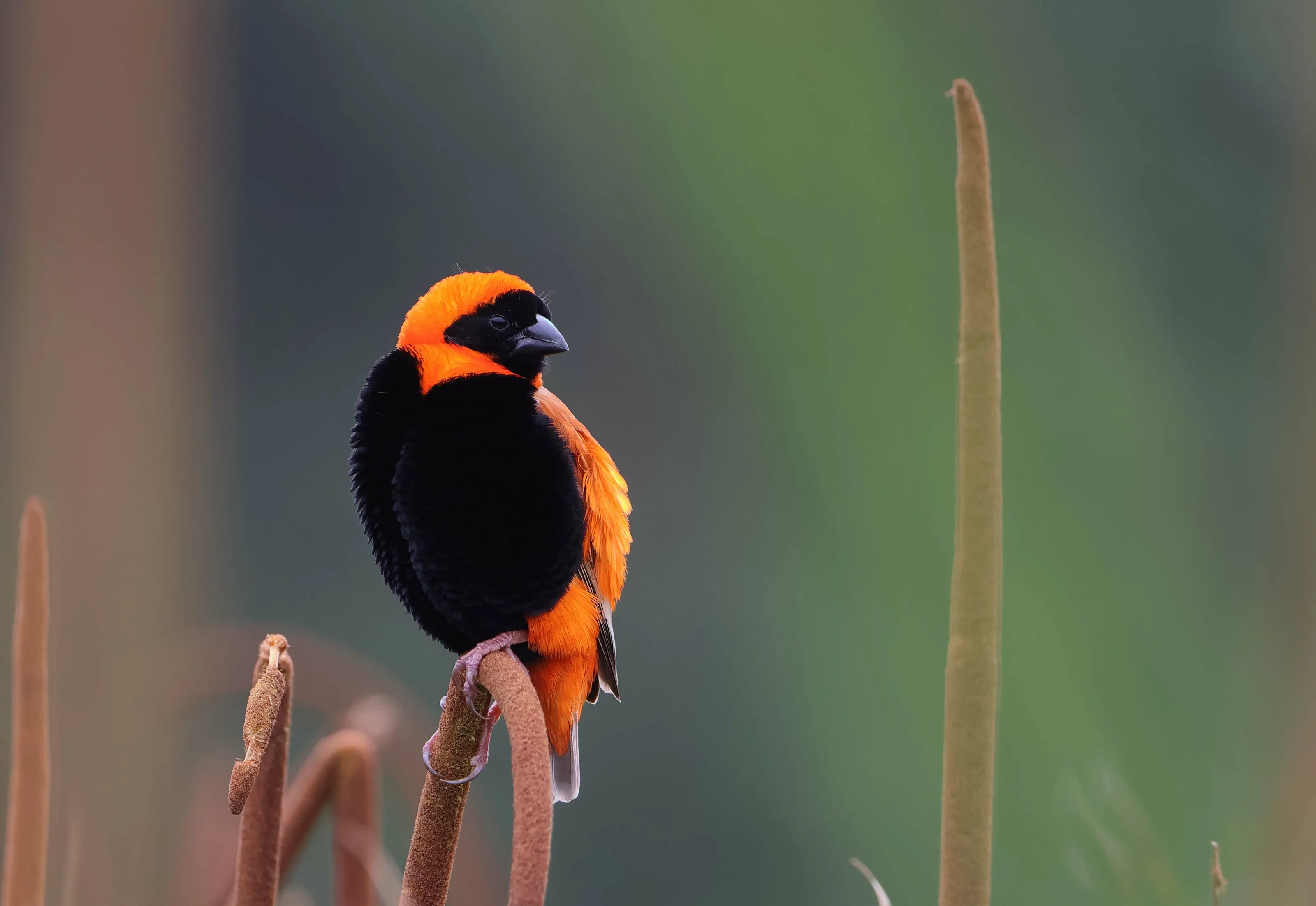 Bird in breeding plumage looking for a mate