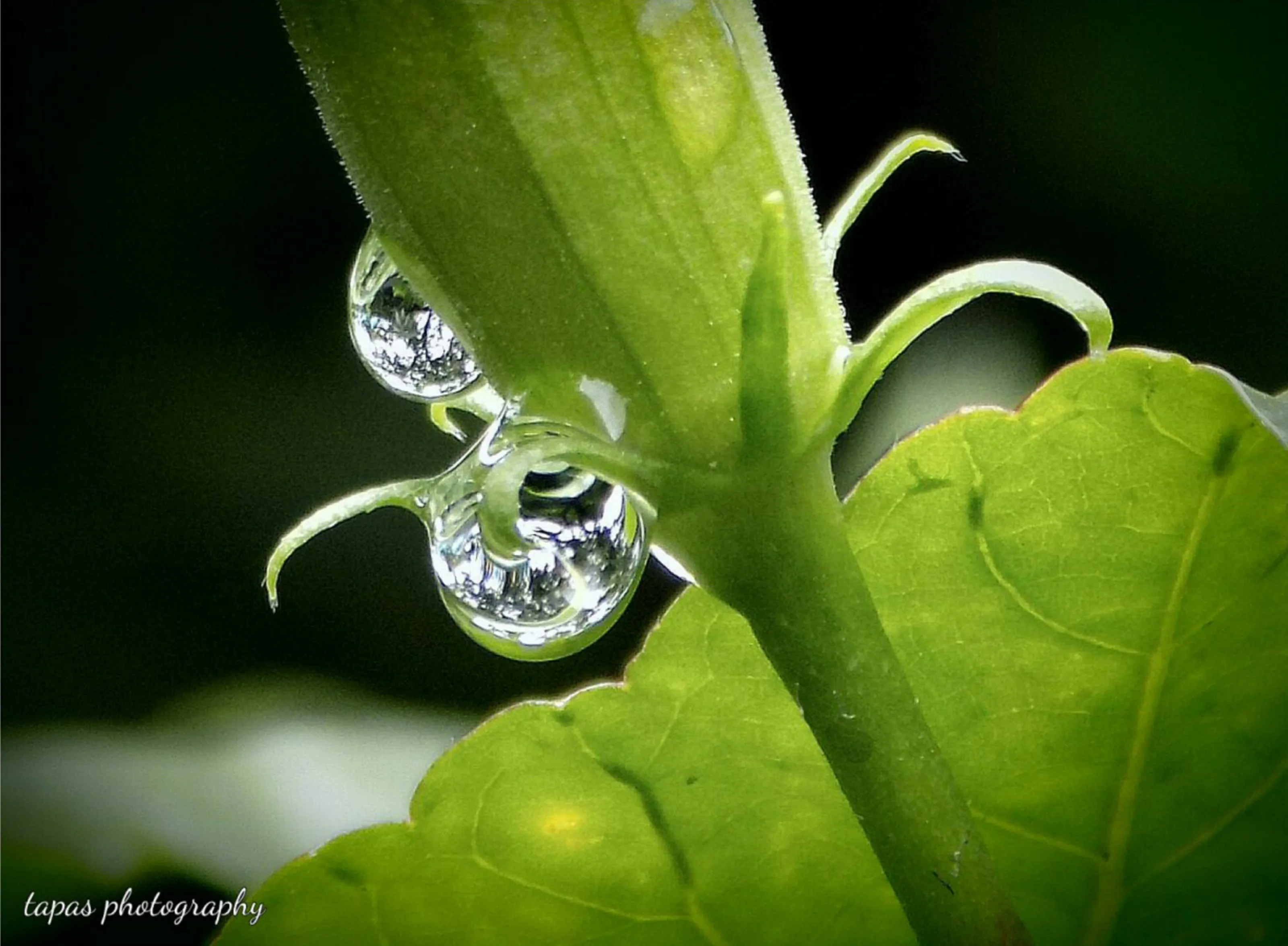 DEW DROPS