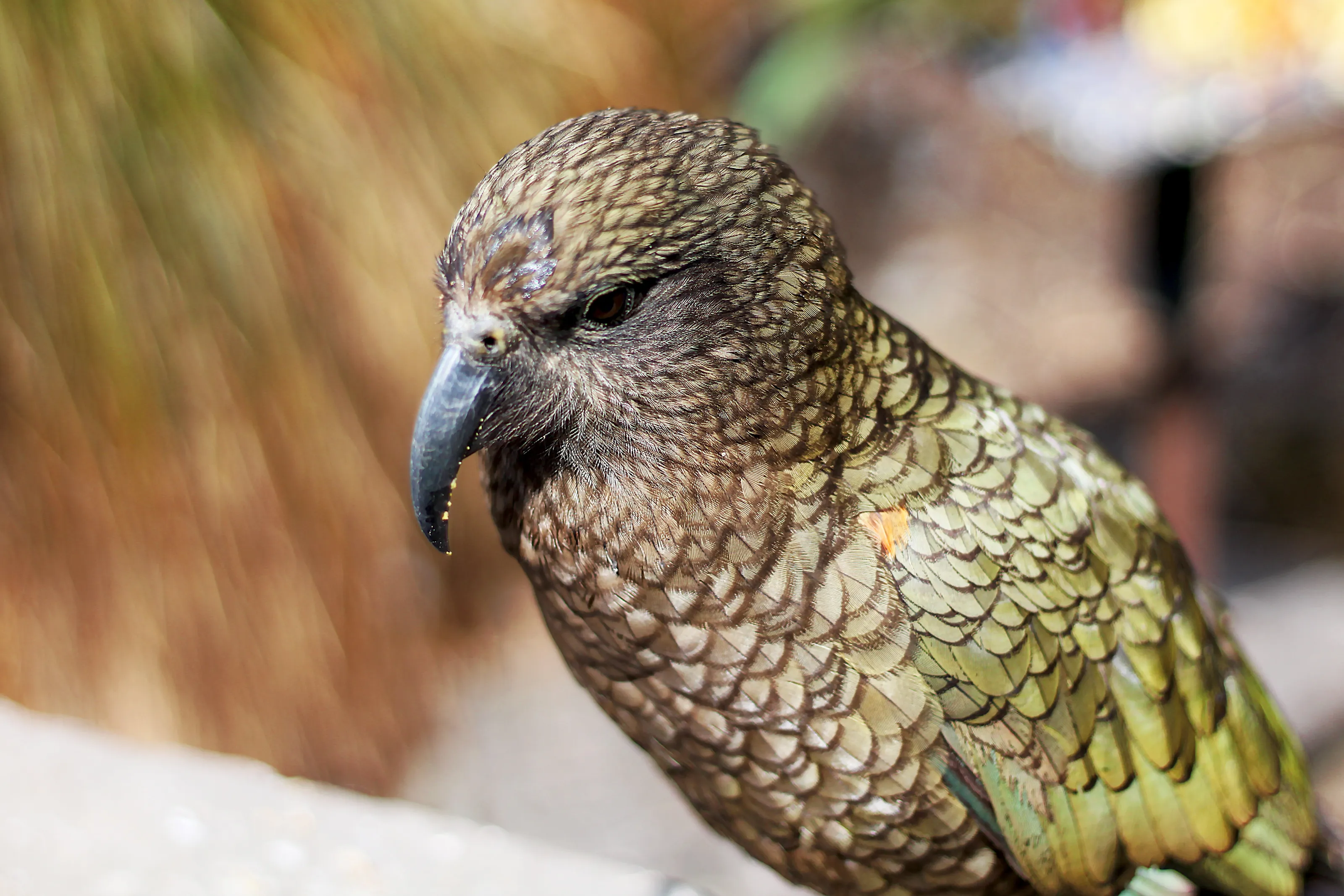kea