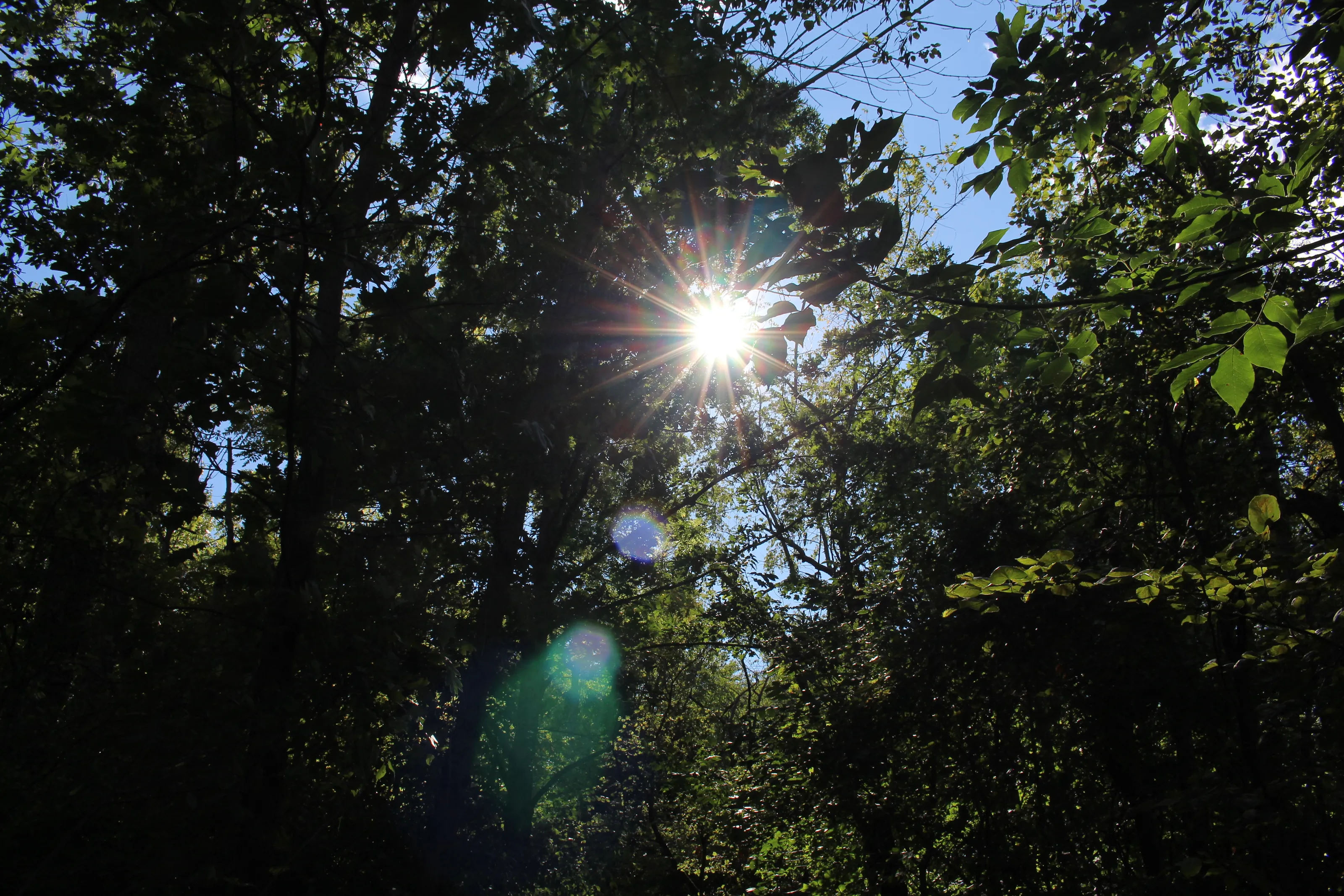 The Light in the Woods