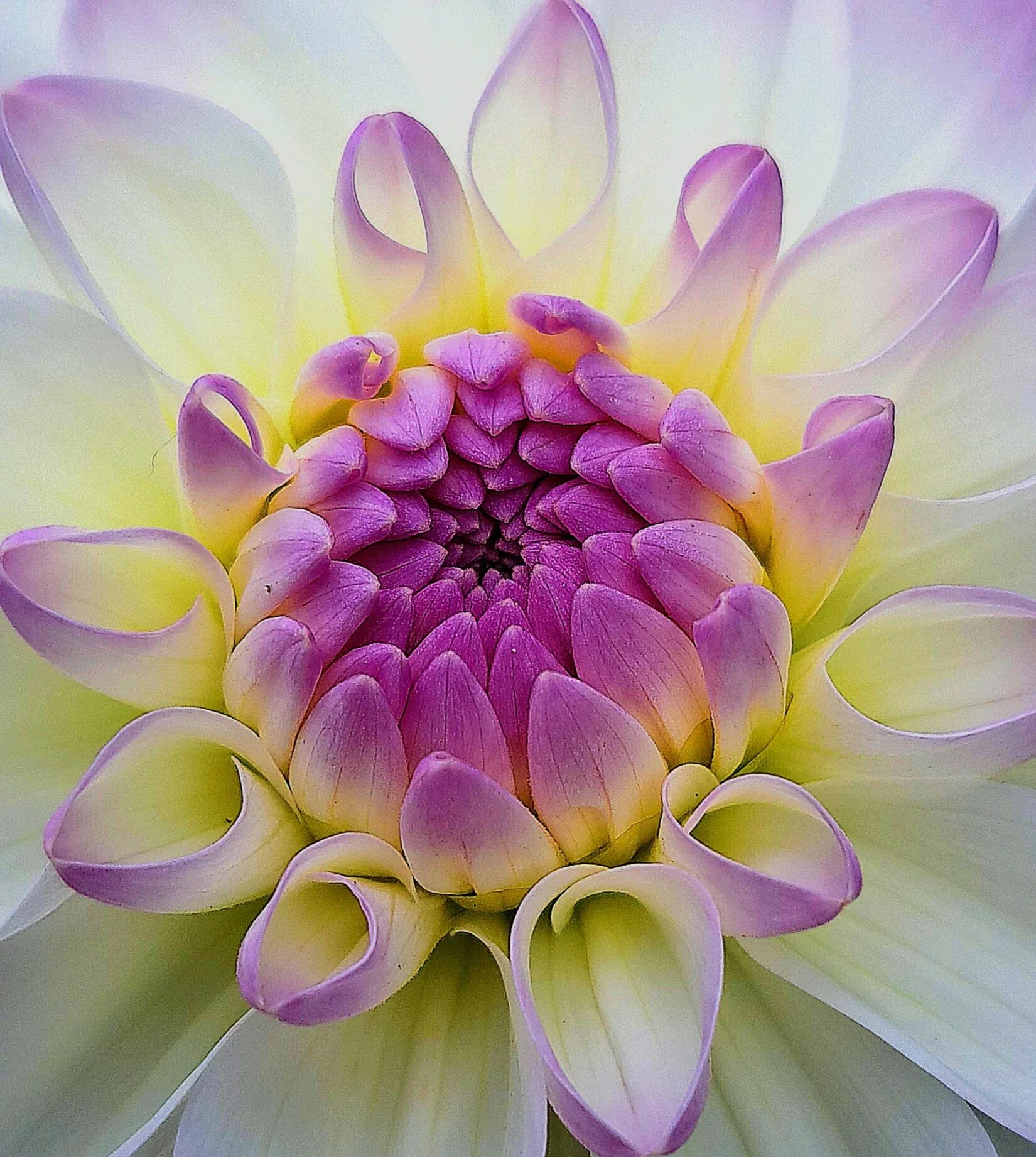 Dahlia flower close up