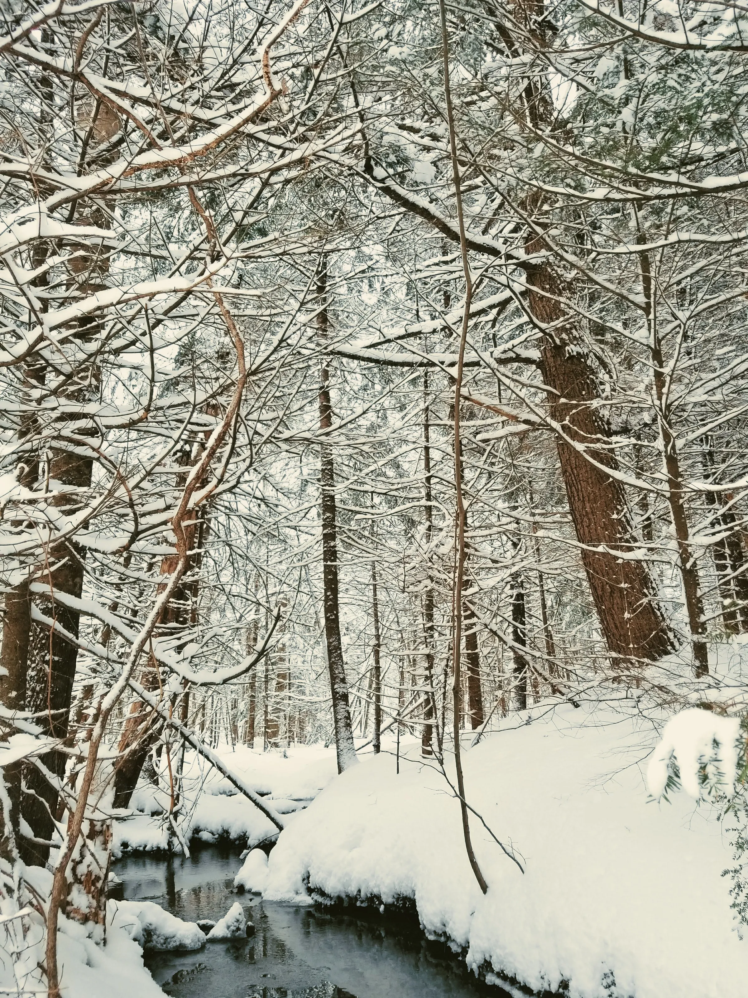 Snow in maine