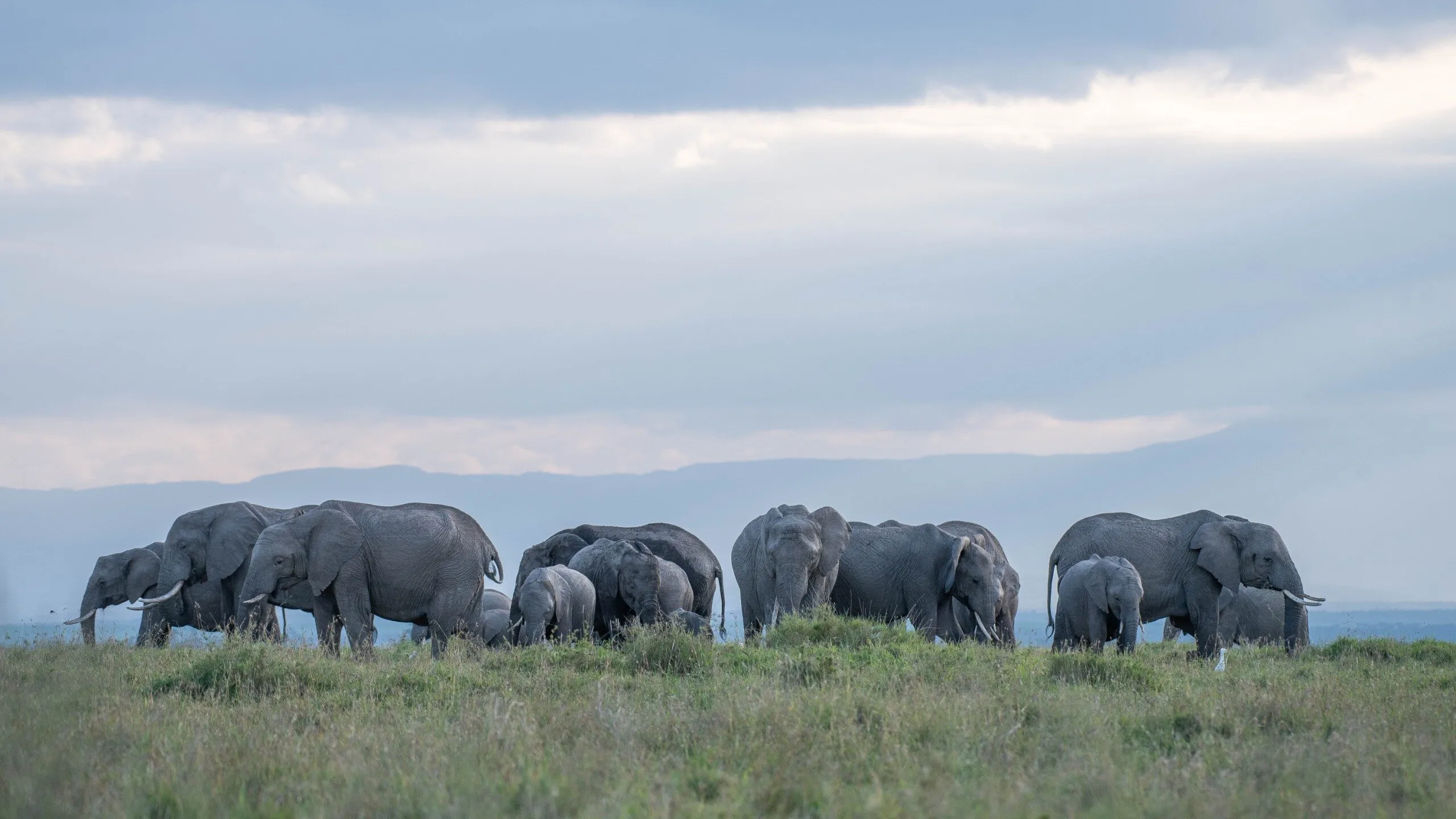 Elephant's herd