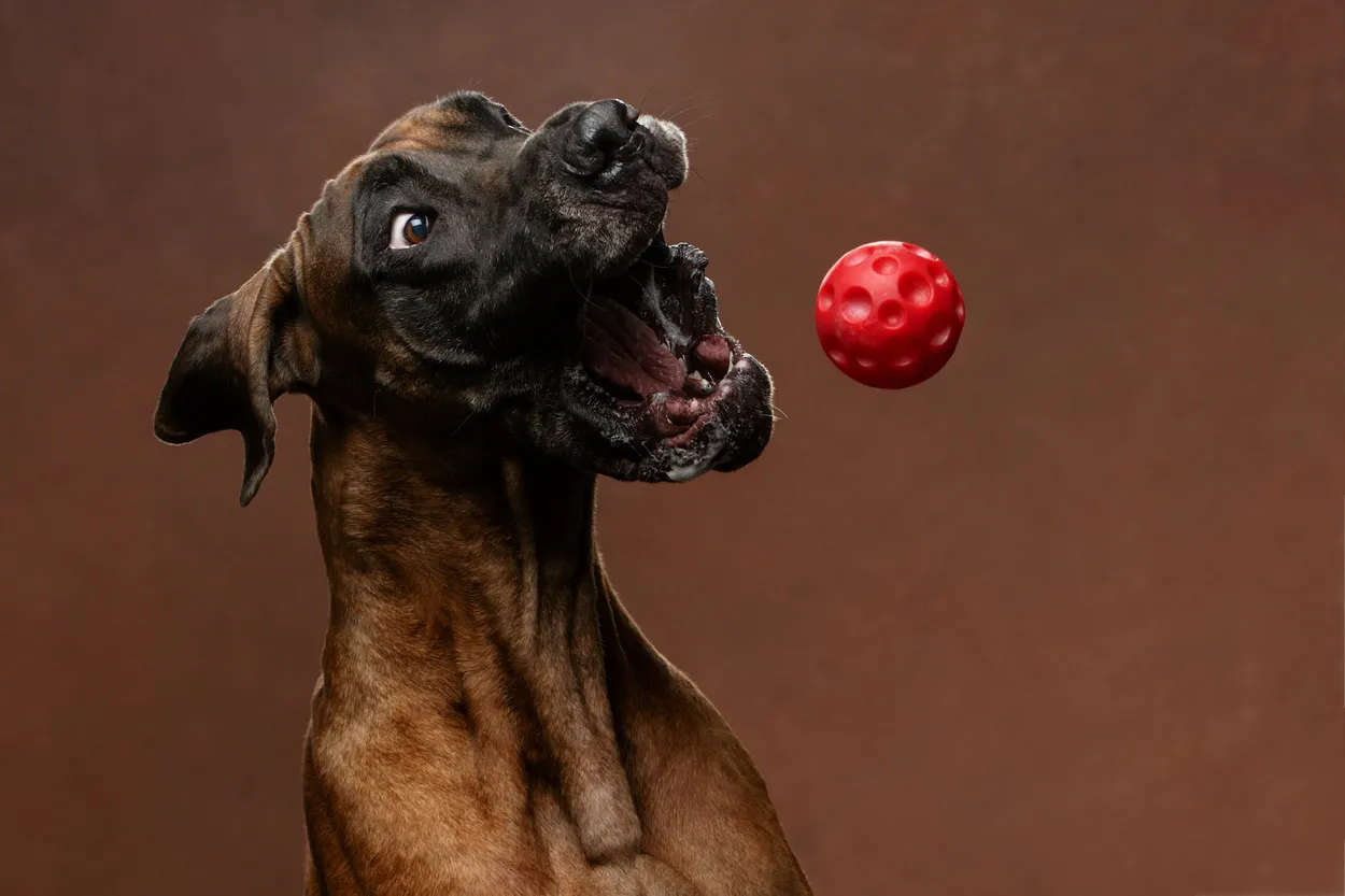Catch the ball