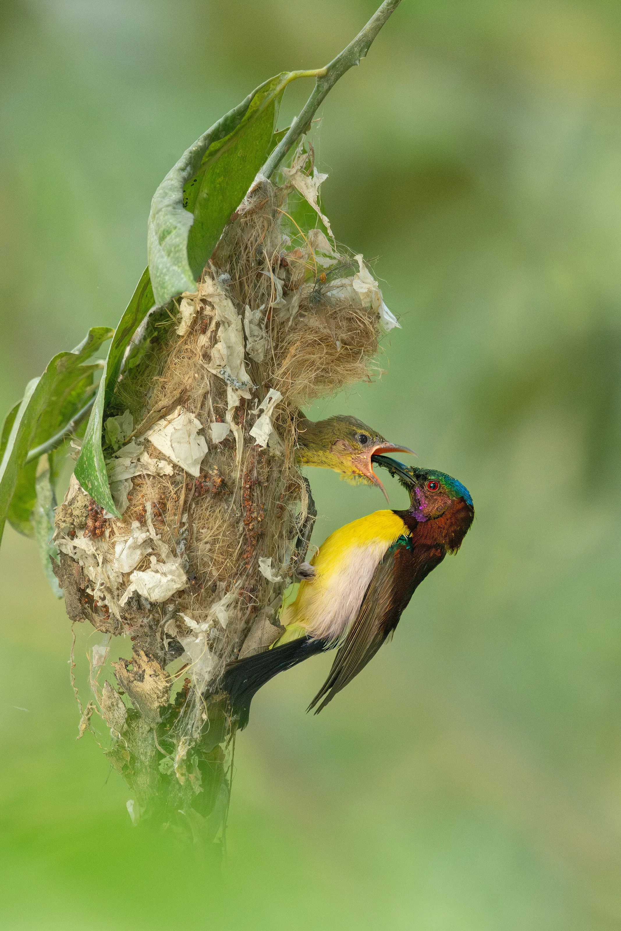 Purple-rumped sunbird feeding its chick