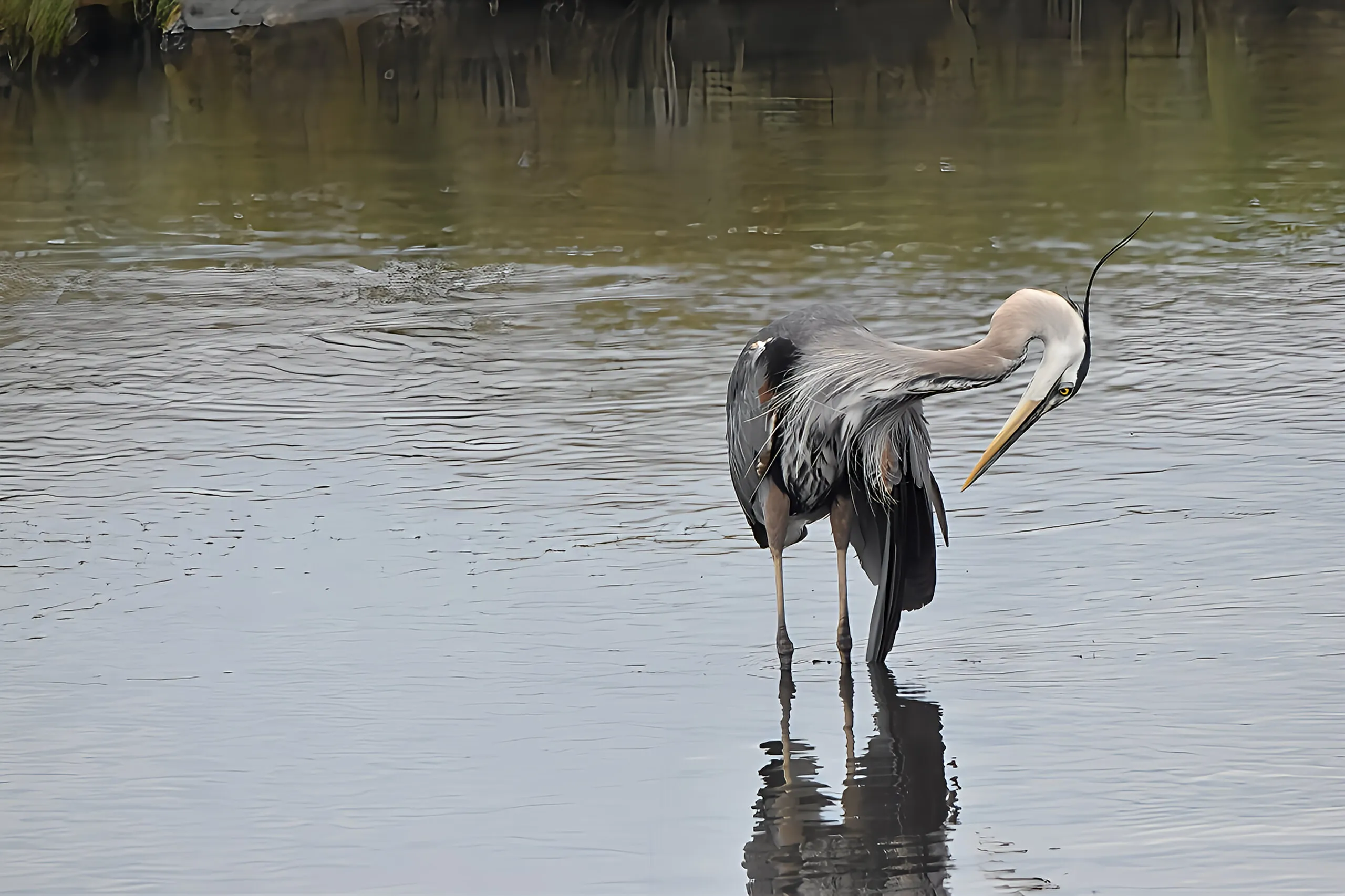 Great Blue Heron