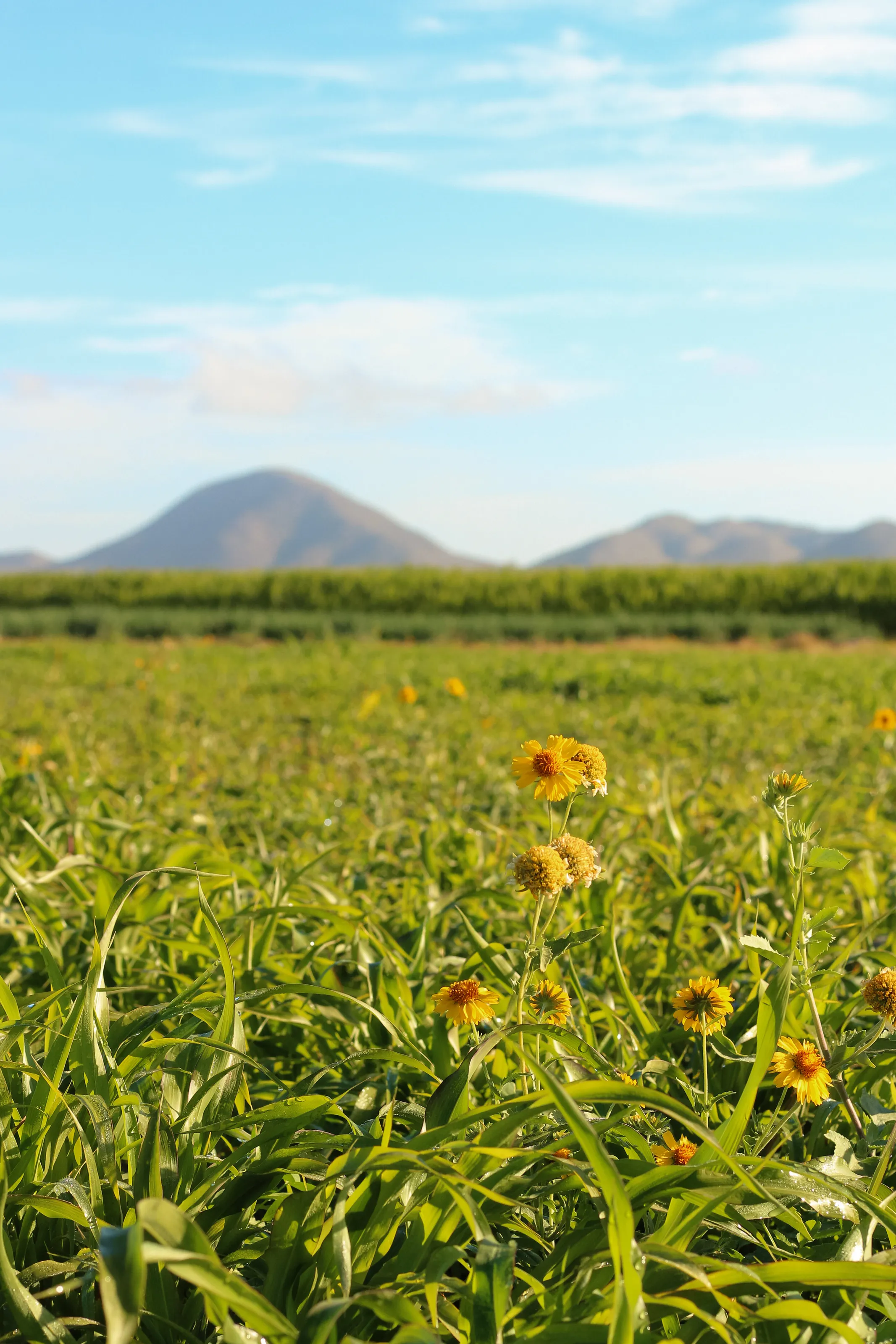 Belleza del campo