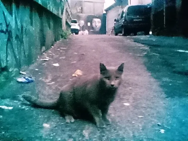 Another city cat