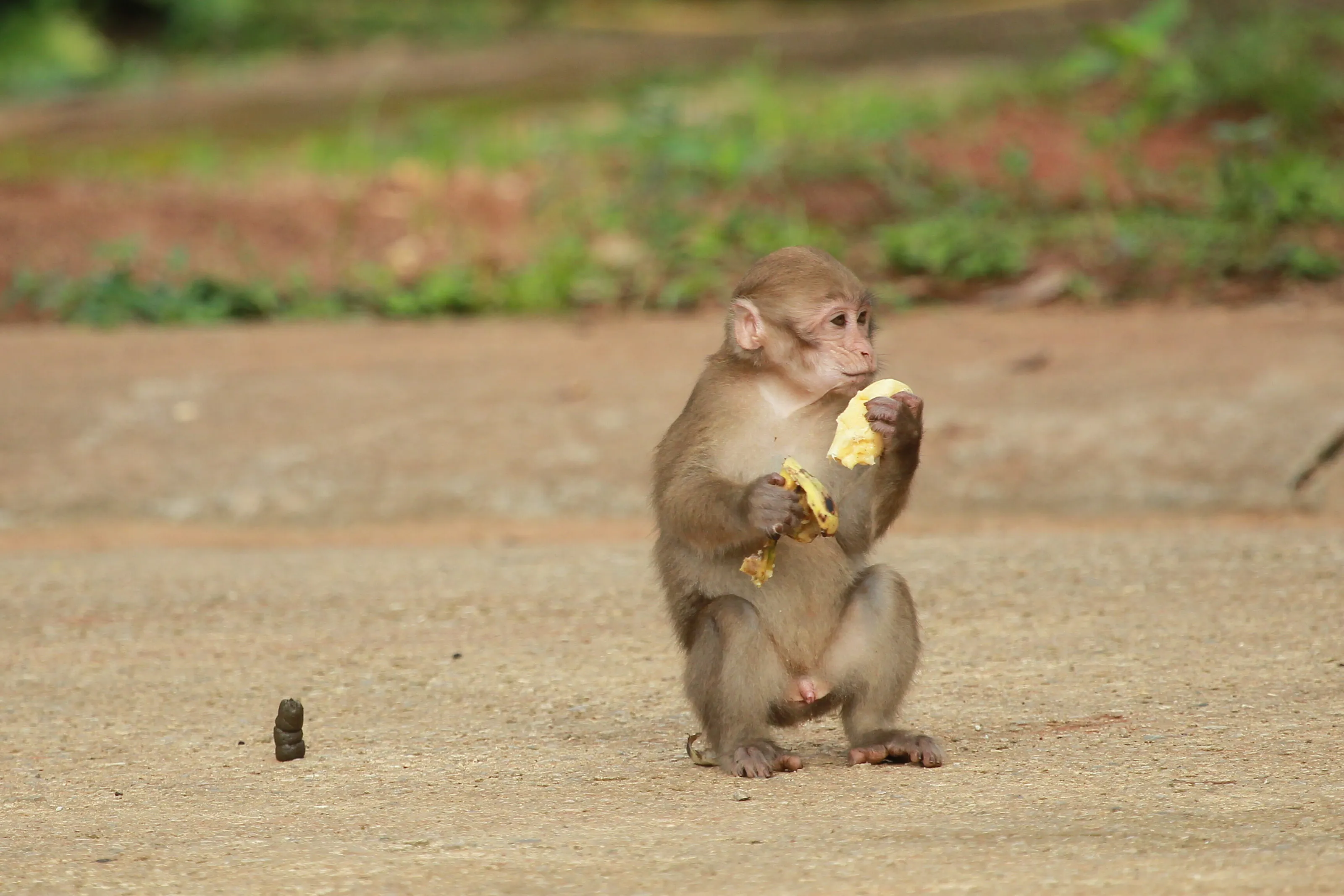 Happy little monkey