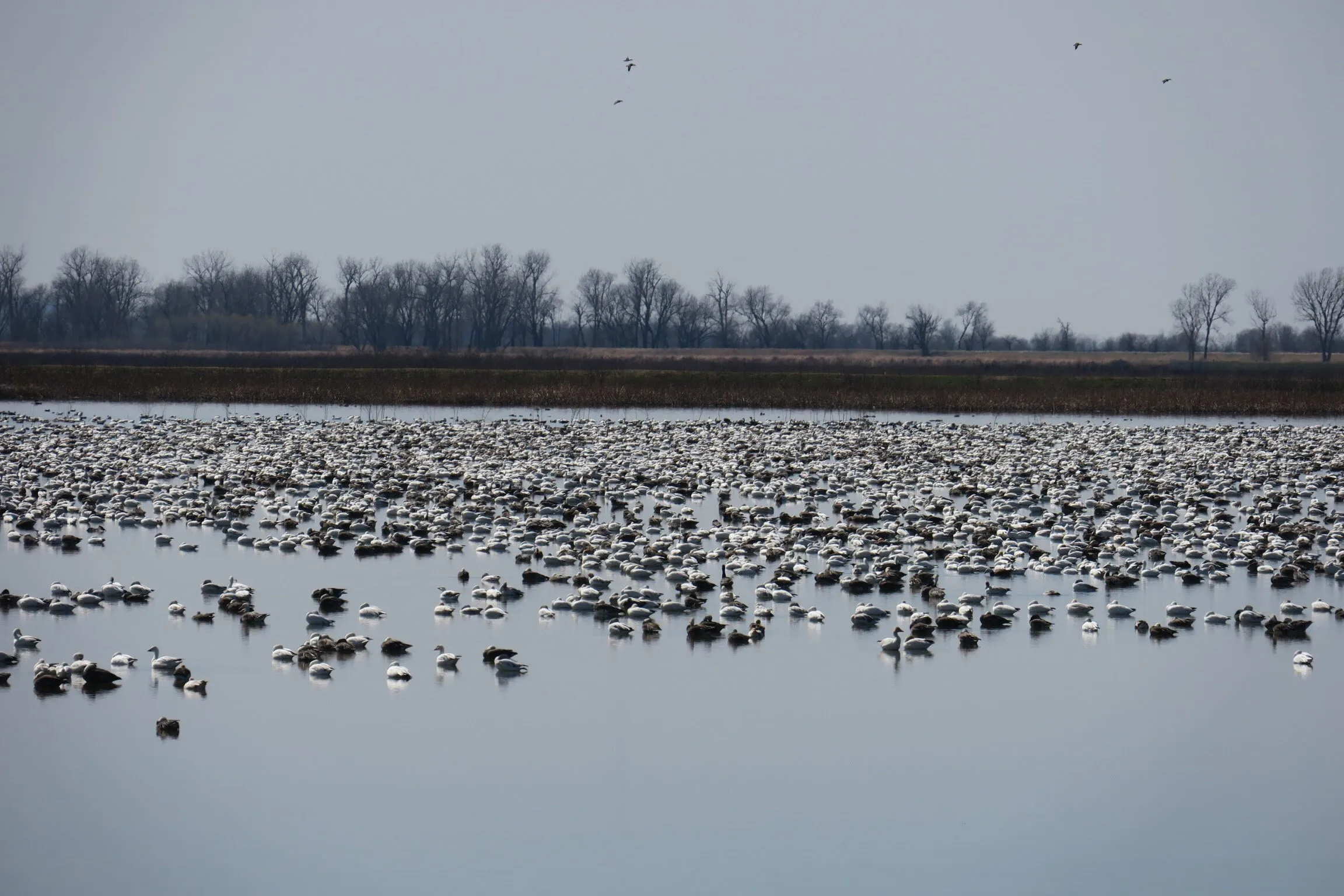 Snow Geese Migration