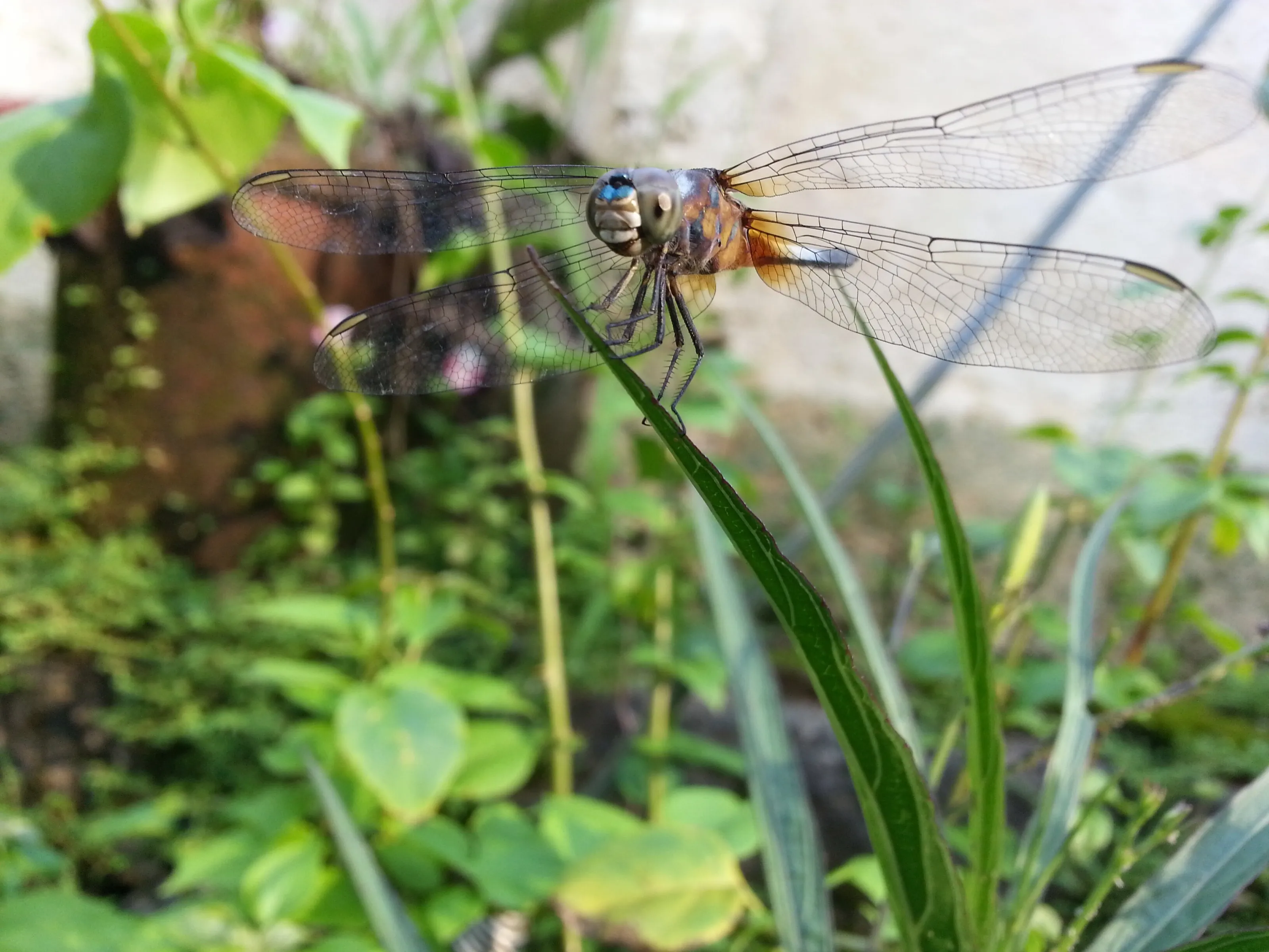 Crystal Wings
