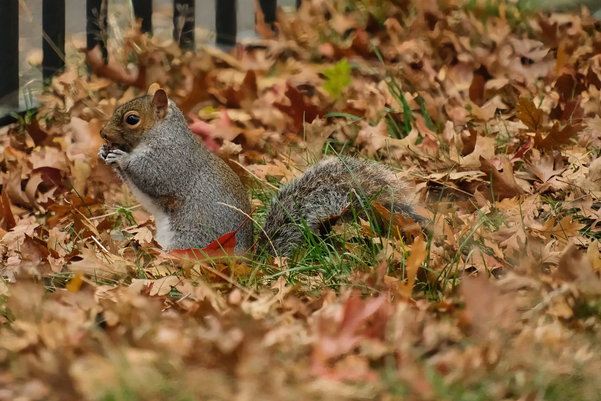 Cute squirrel