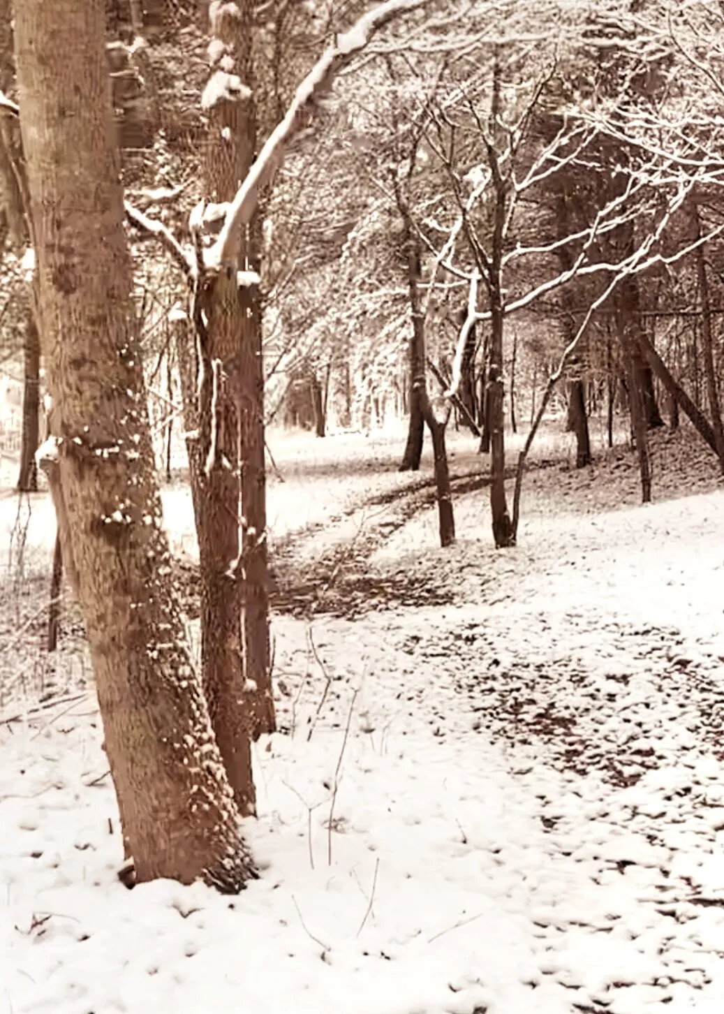 TRAIL HOME
