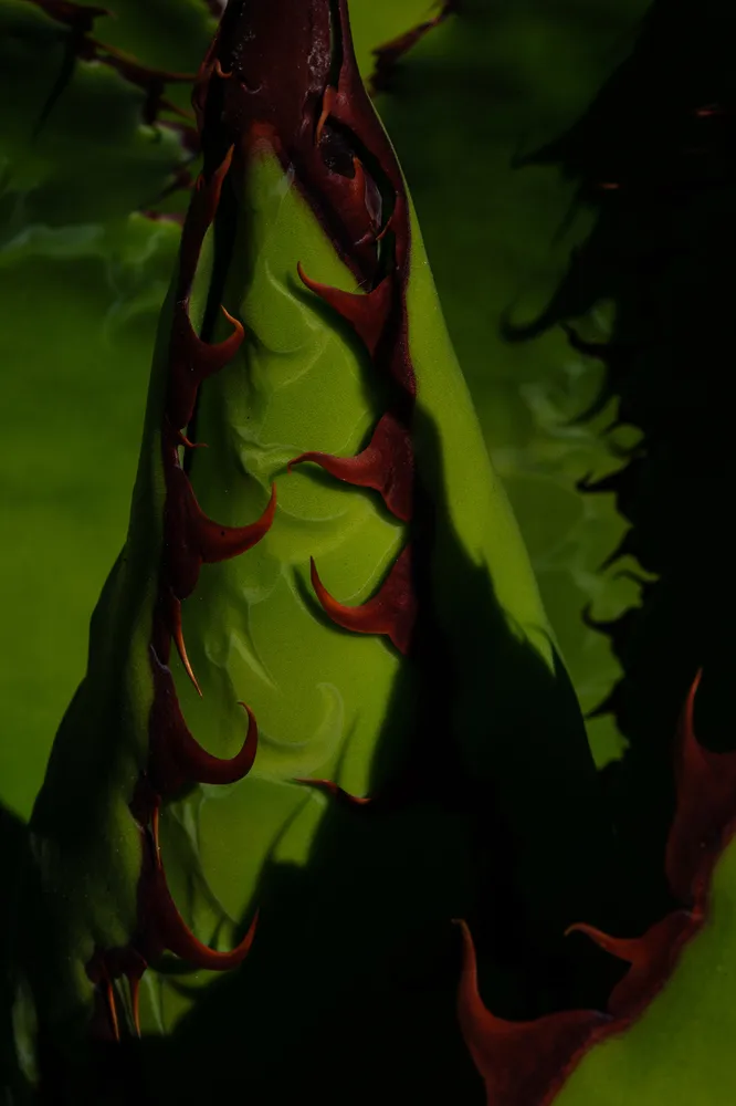Thorny