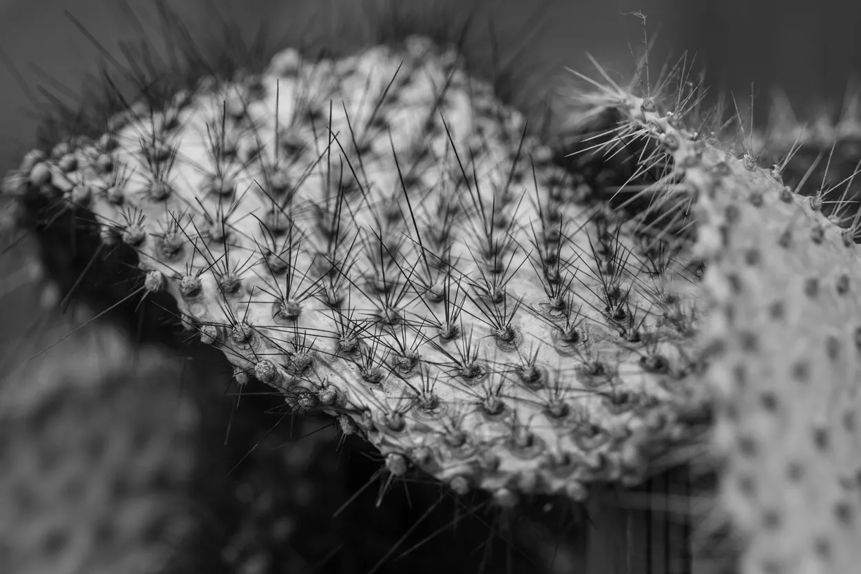 Cactus macro