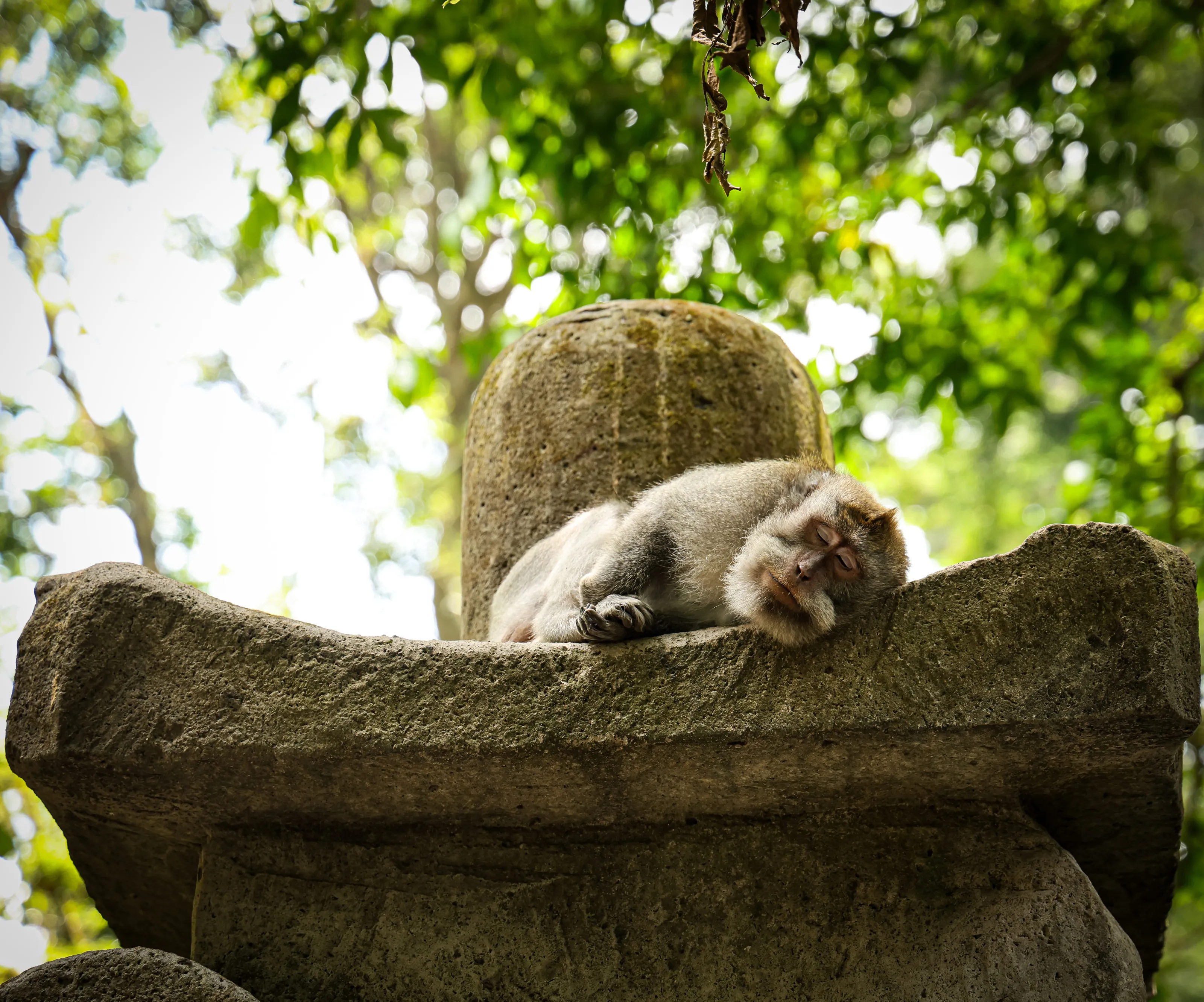 Afternoon nap